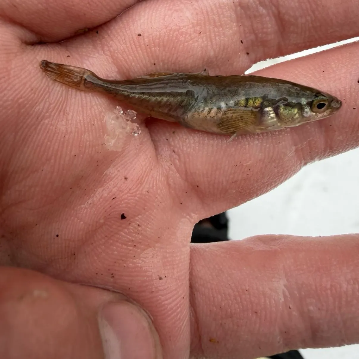 The most recent Three-spined stickleback catches on Fishbrain