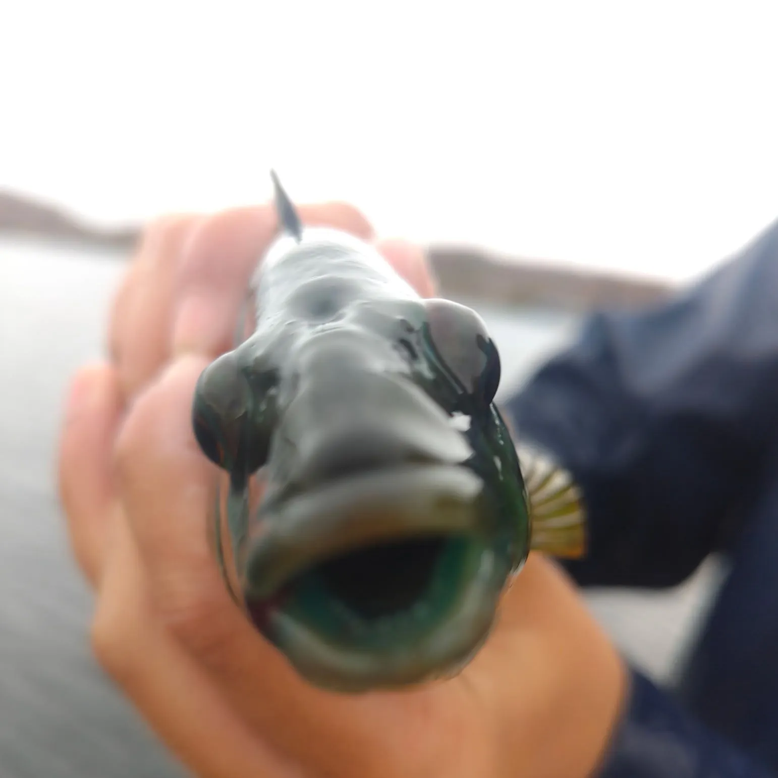 The most recent Ballan wrasse catches on Fishbrain