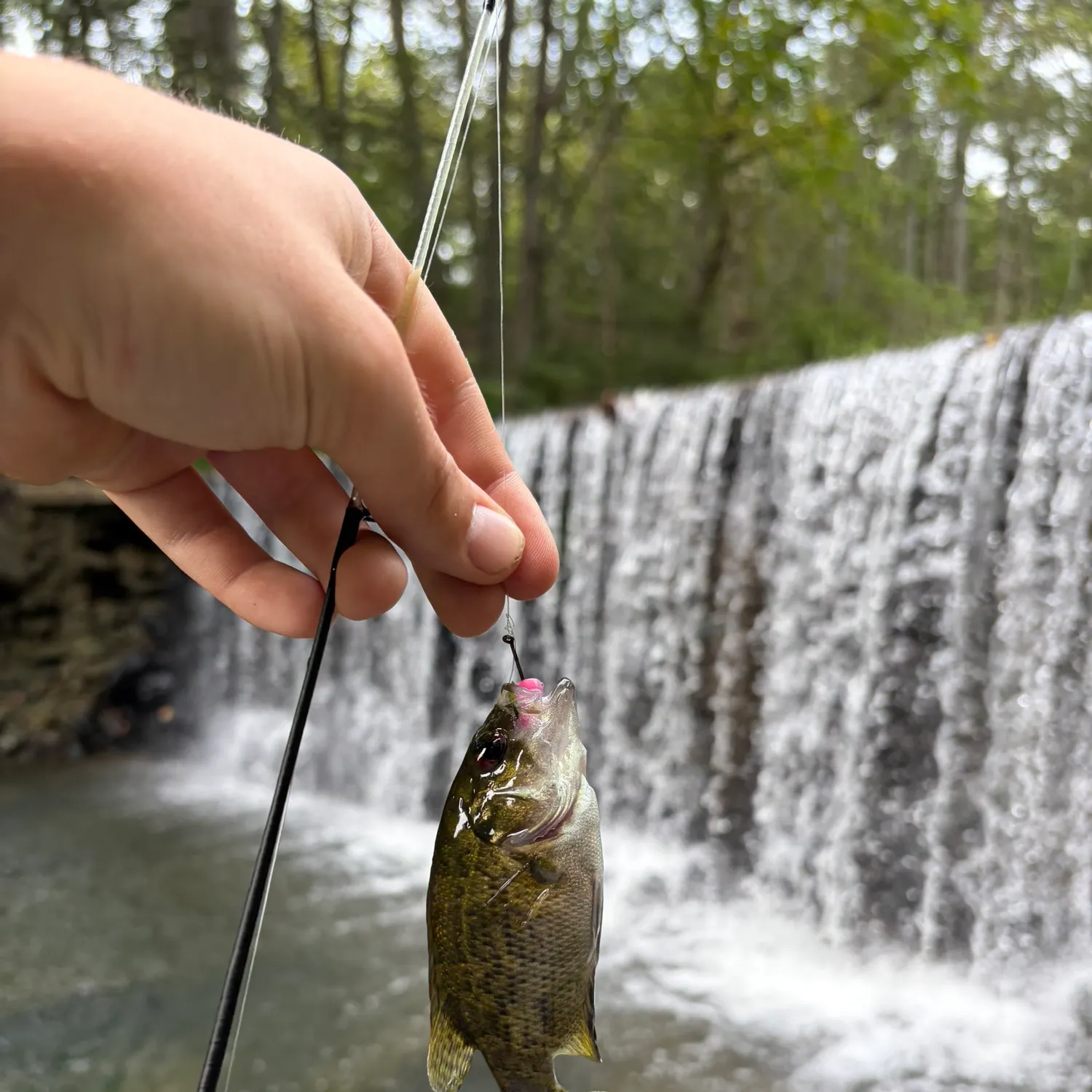 Rock bass caught on Fishbrain
