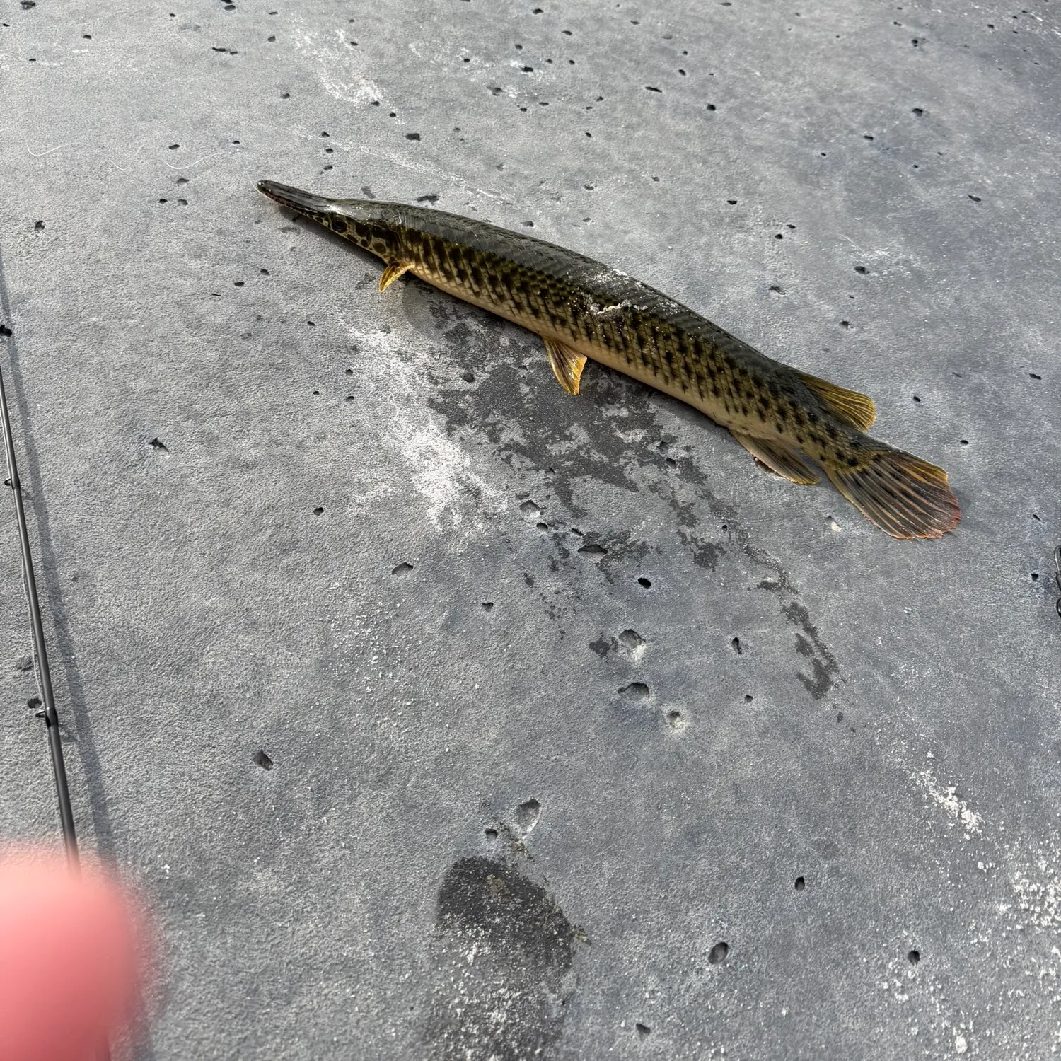 recently logged catches