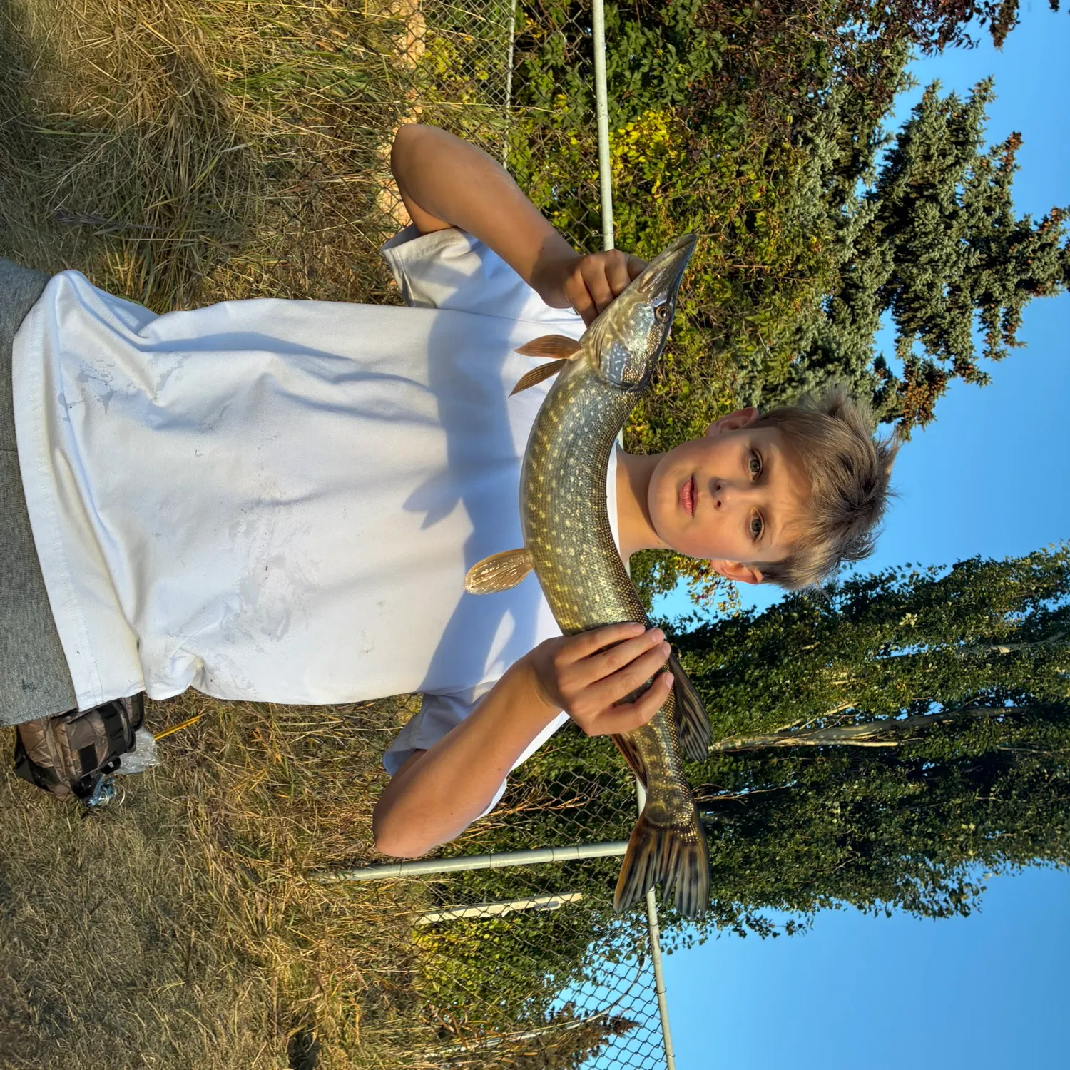 Northern pike caught on Fishbrain
