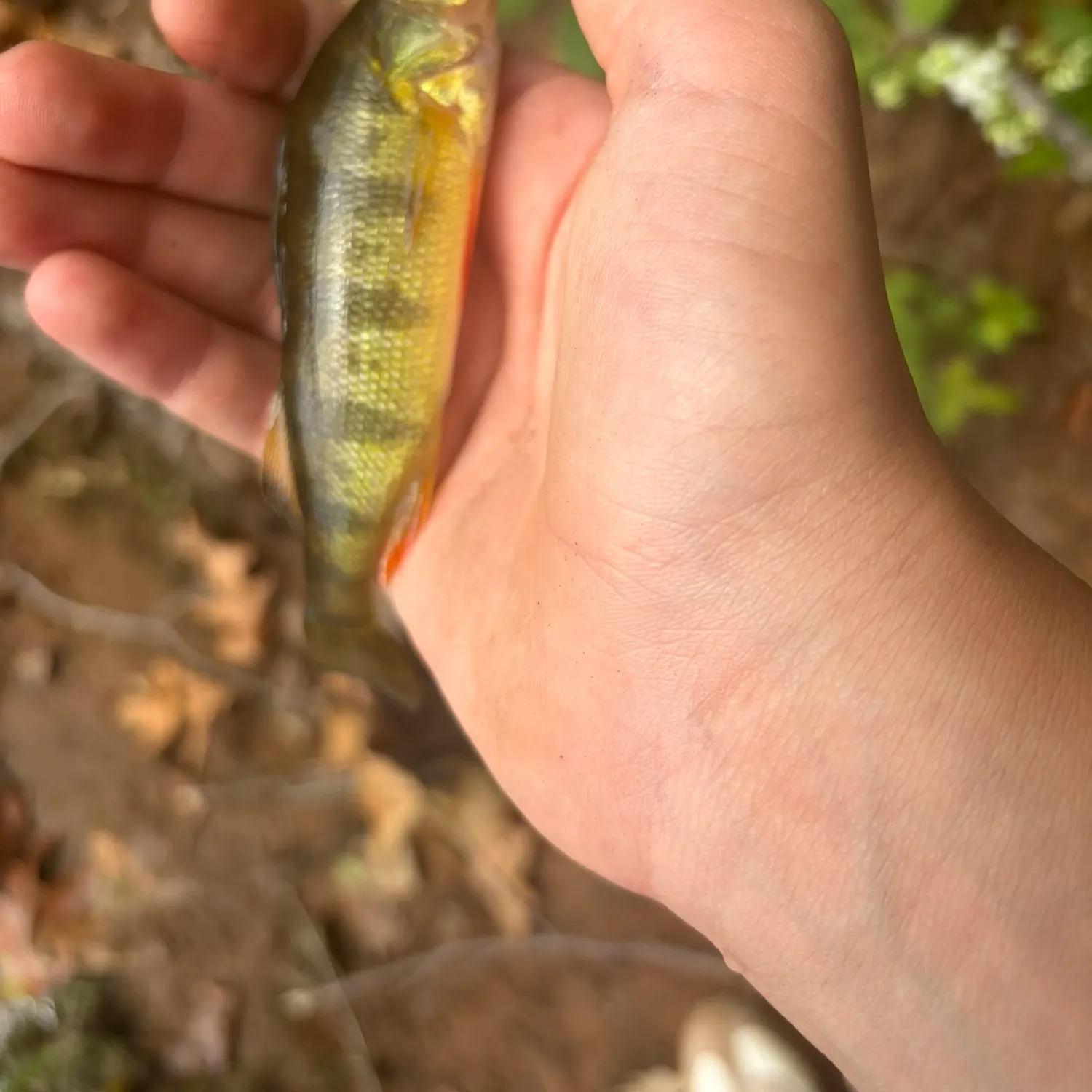 Yellow perch caught on Fishbrain