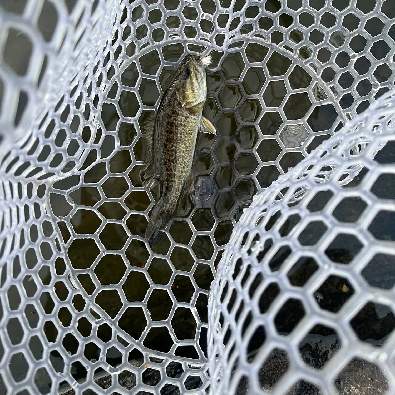 Smallmouth bass caught on Fishbrain