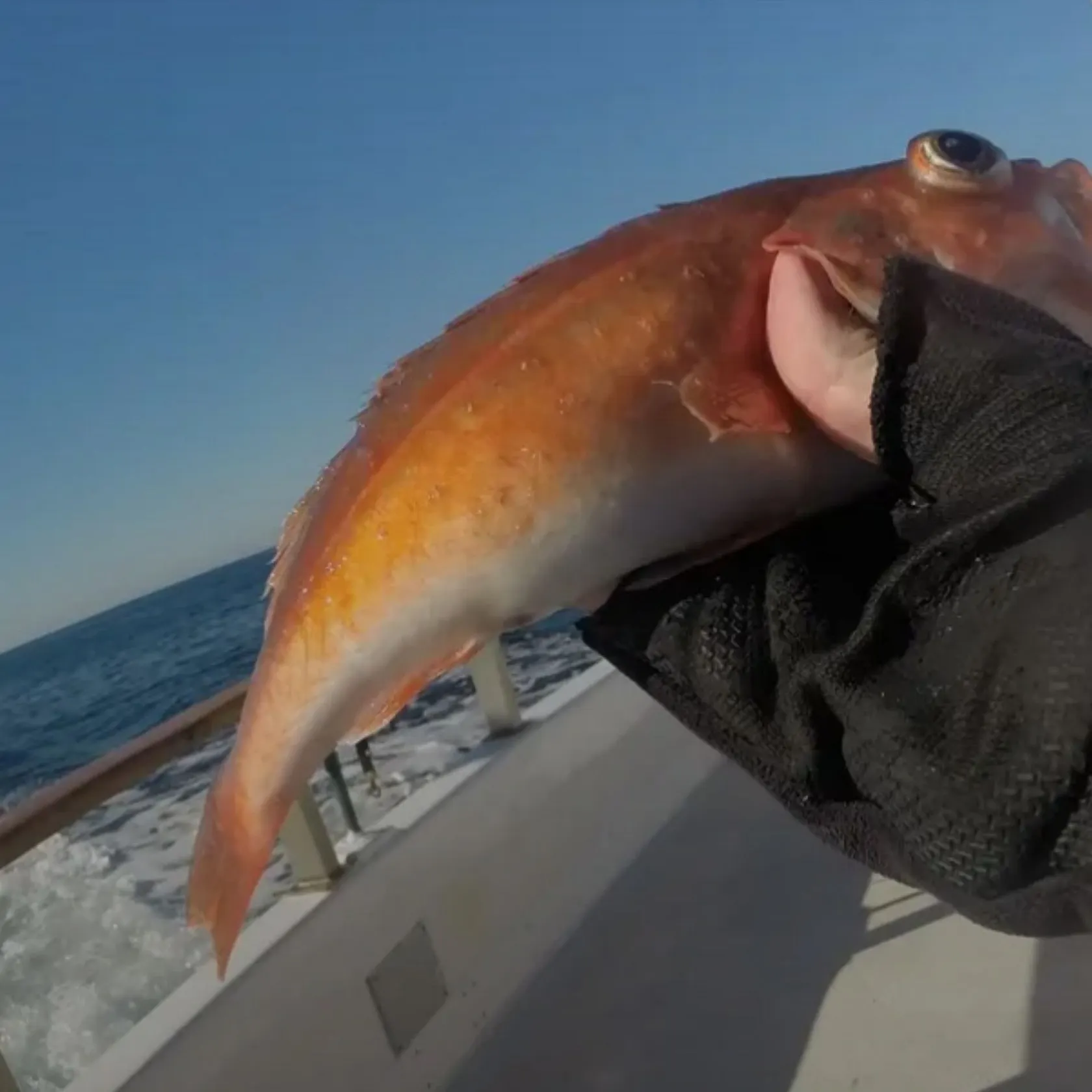 The most recent Redstripe rockfish catches on Fishbrain