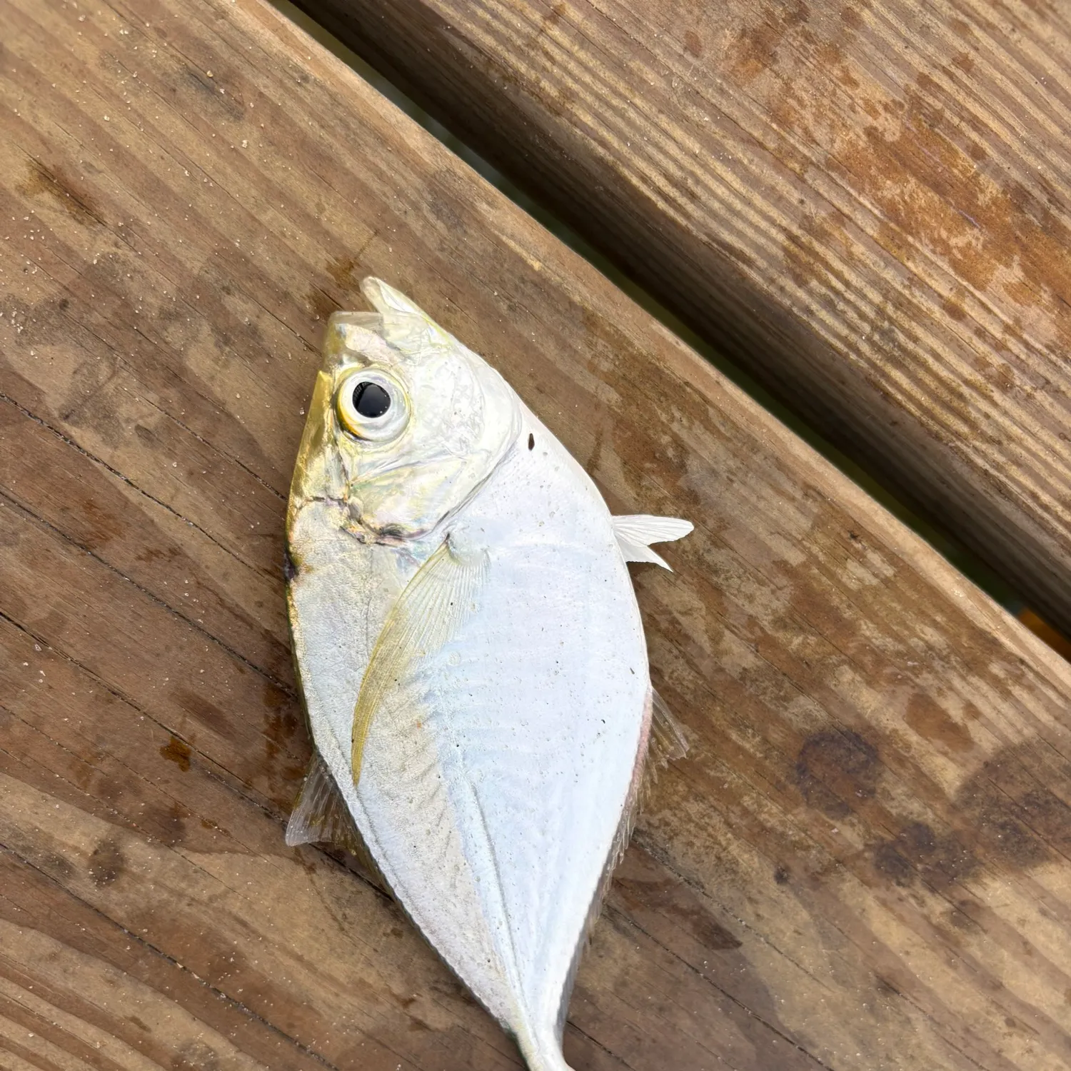 The most recent Atlantic bumper catches on Fishbrain