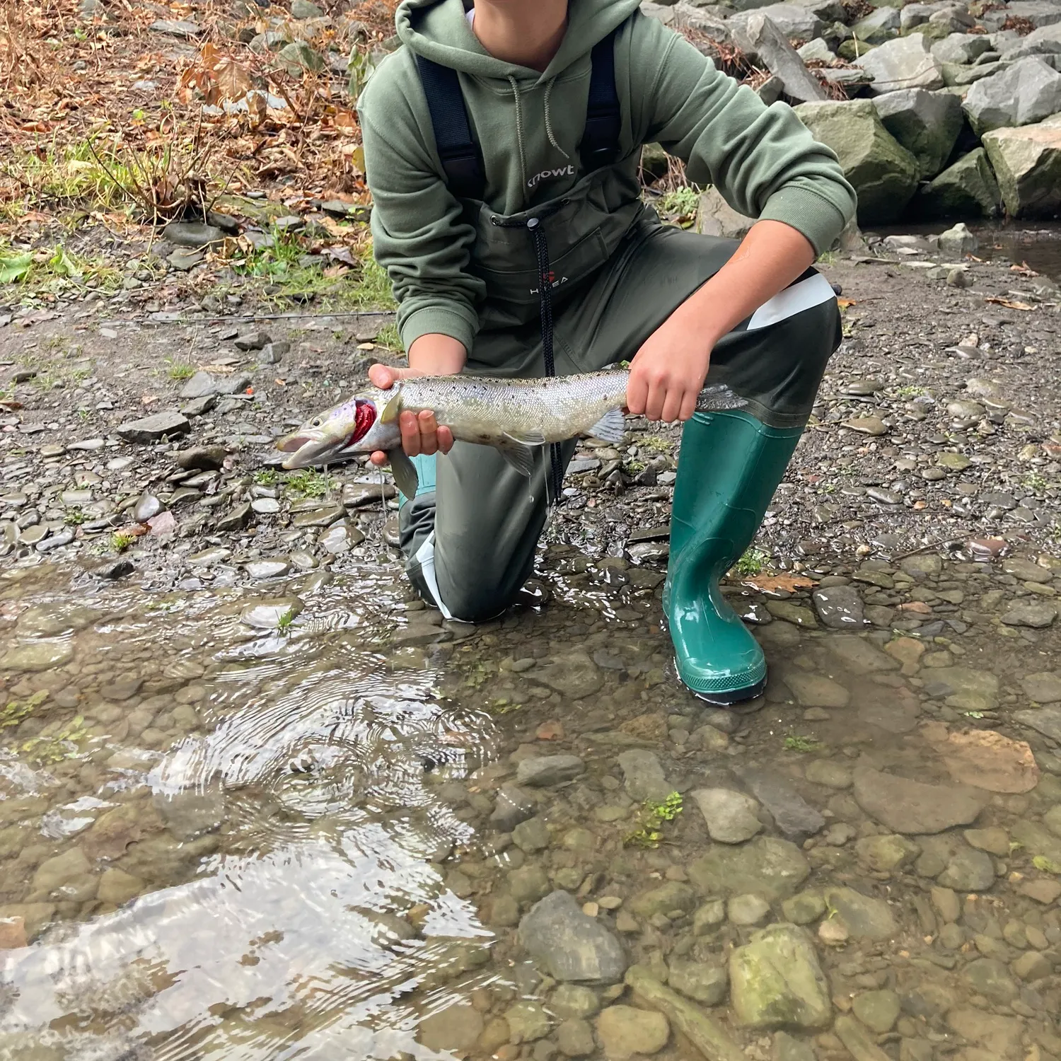 The most recent Atlantic salmon catches on Fishbrain