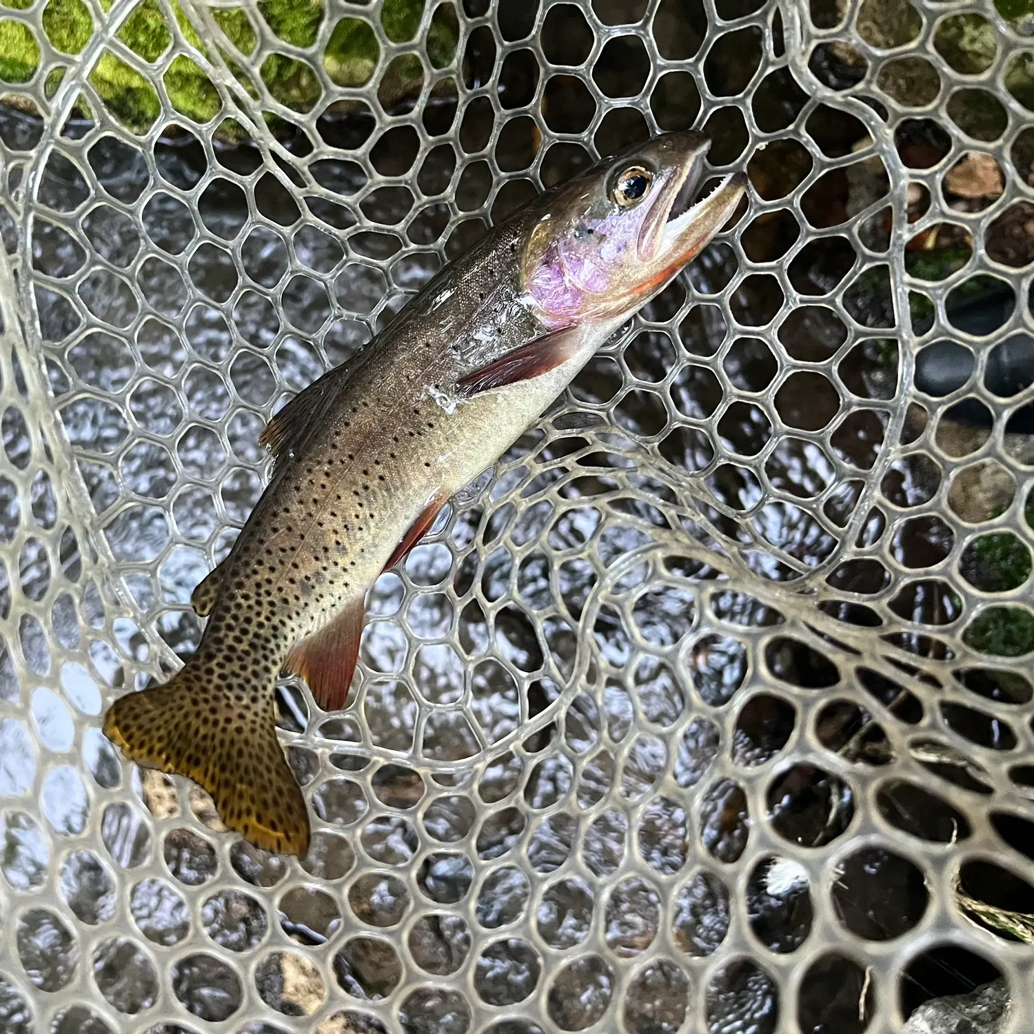 Bear River cutthroat trout caught on Fishbrain
