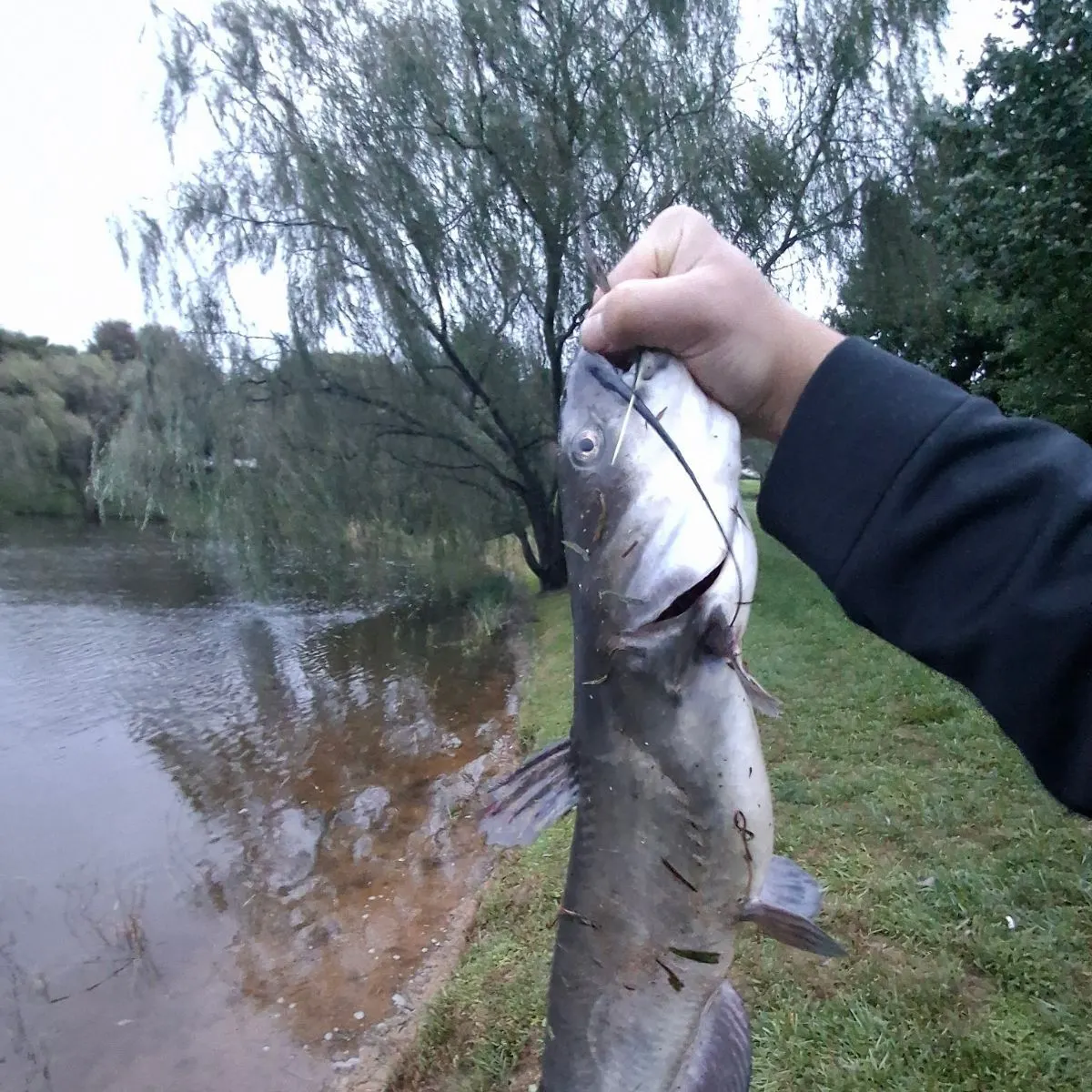 Channel catfish caught on Fishbrain