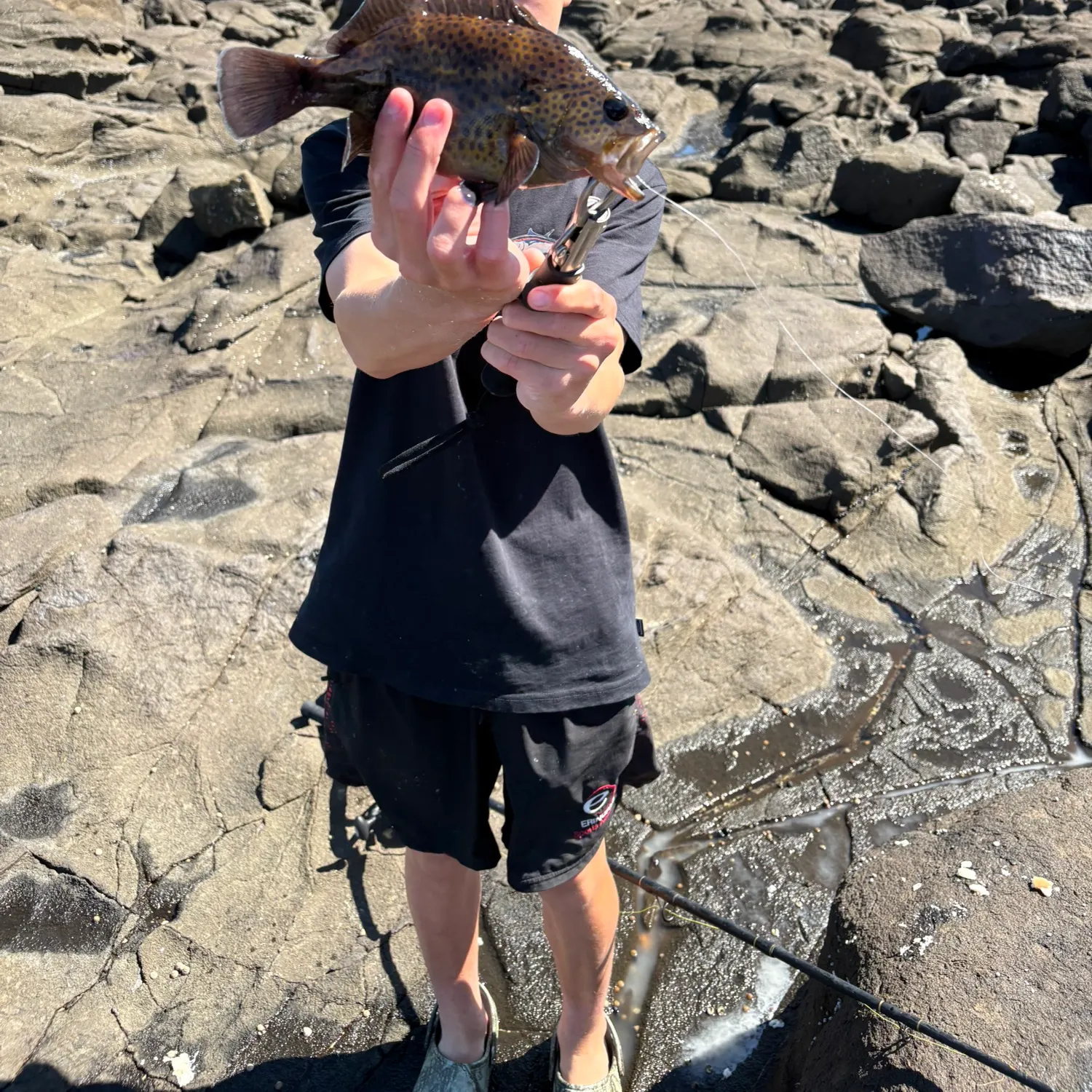 The most recent Eastern wirrah catches on Fishbrain