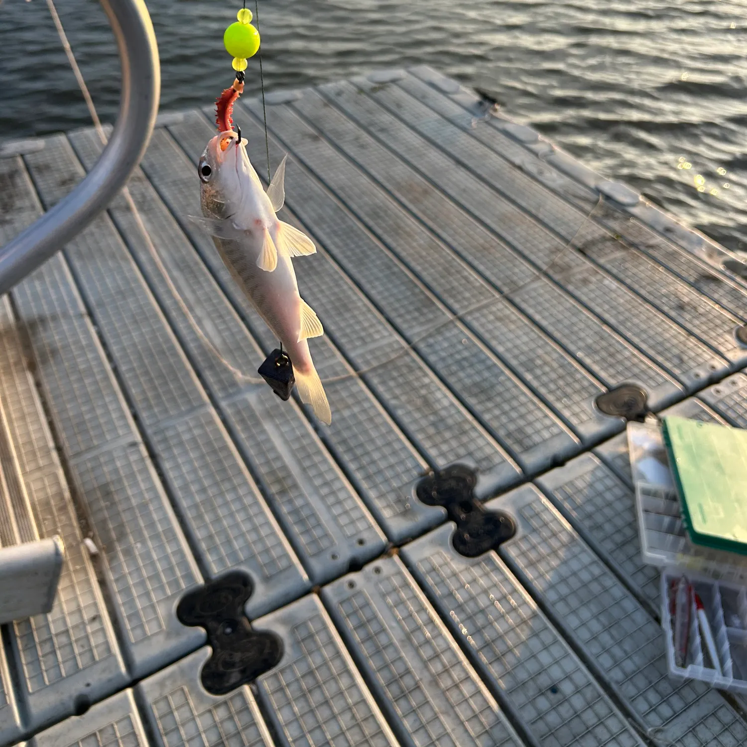 The most recent Blackspotted croaker catches on Fishbrain