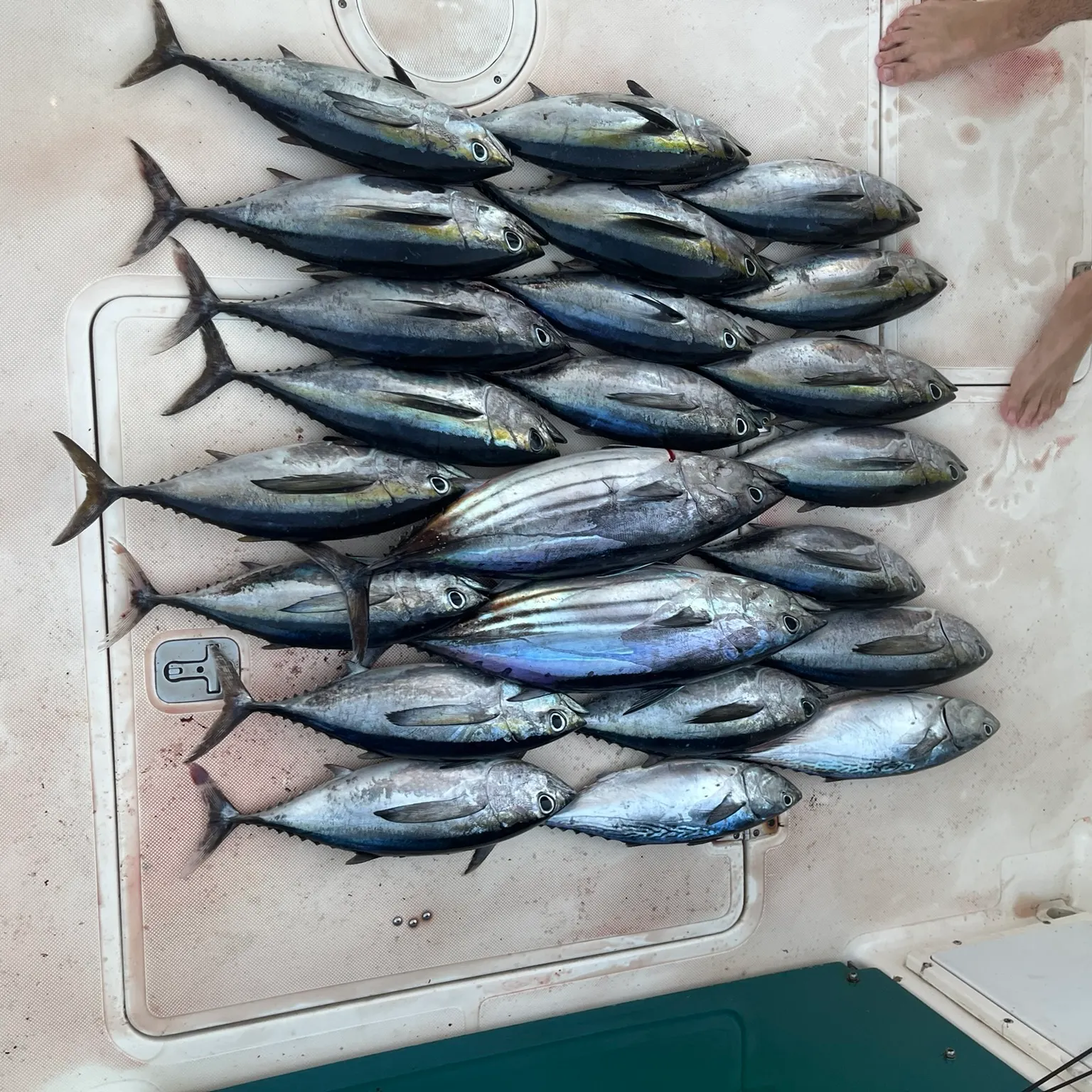 The most recent Blackfin tuna catches on Fishbrain