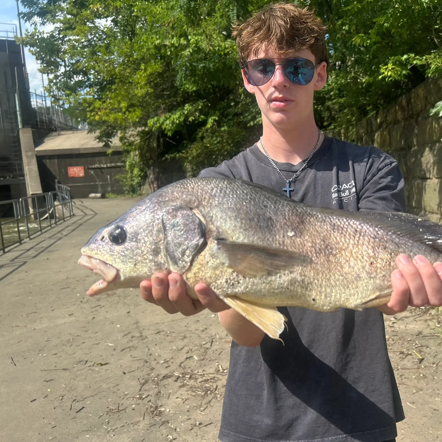 The most recent Freshwater drum catches on Fishbrain