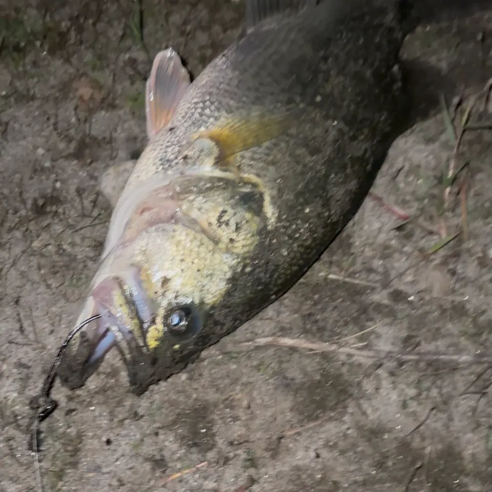 Largemouth bass caught on Fishbrain