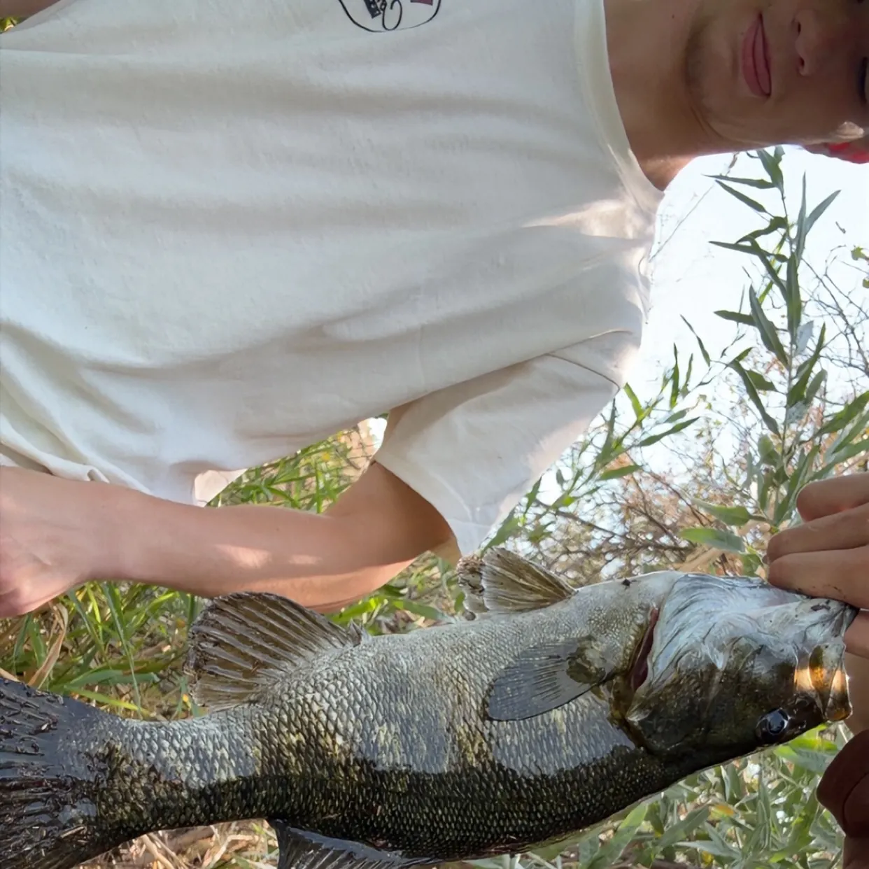 The most recent Smallmouth bass catches on Fishbrain