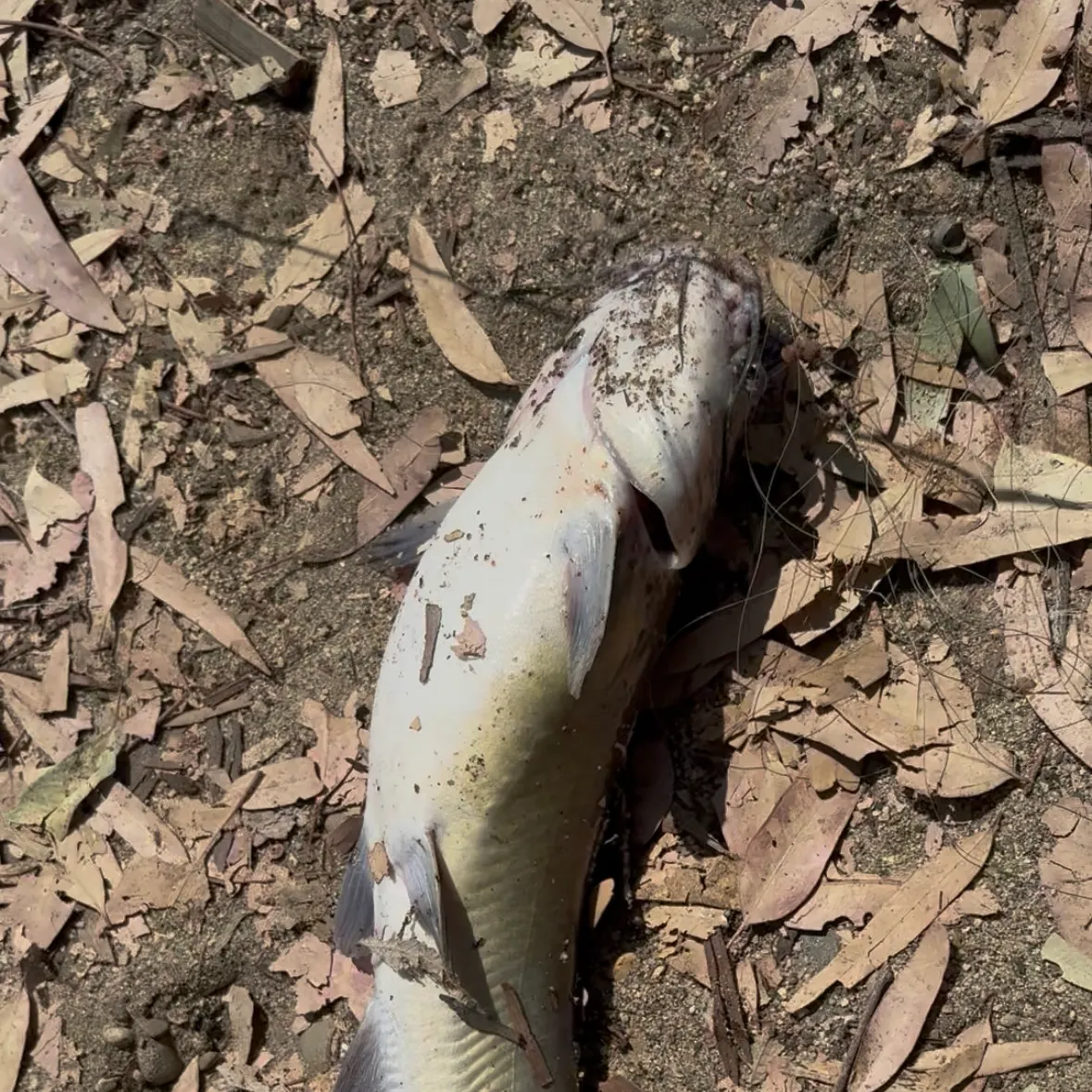 Channel catfish caught on Fishbrain