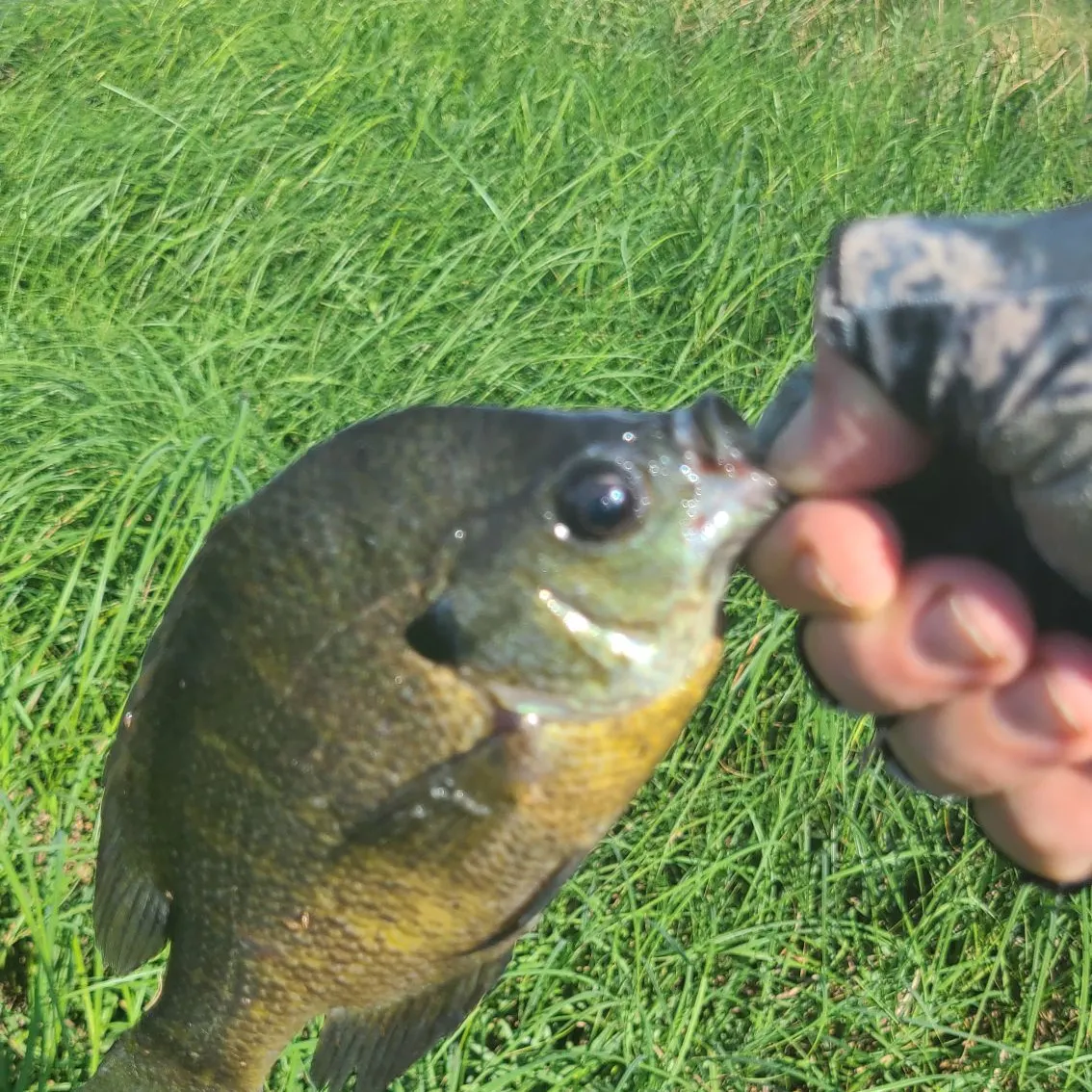 Bluegill caught on Fishbrain