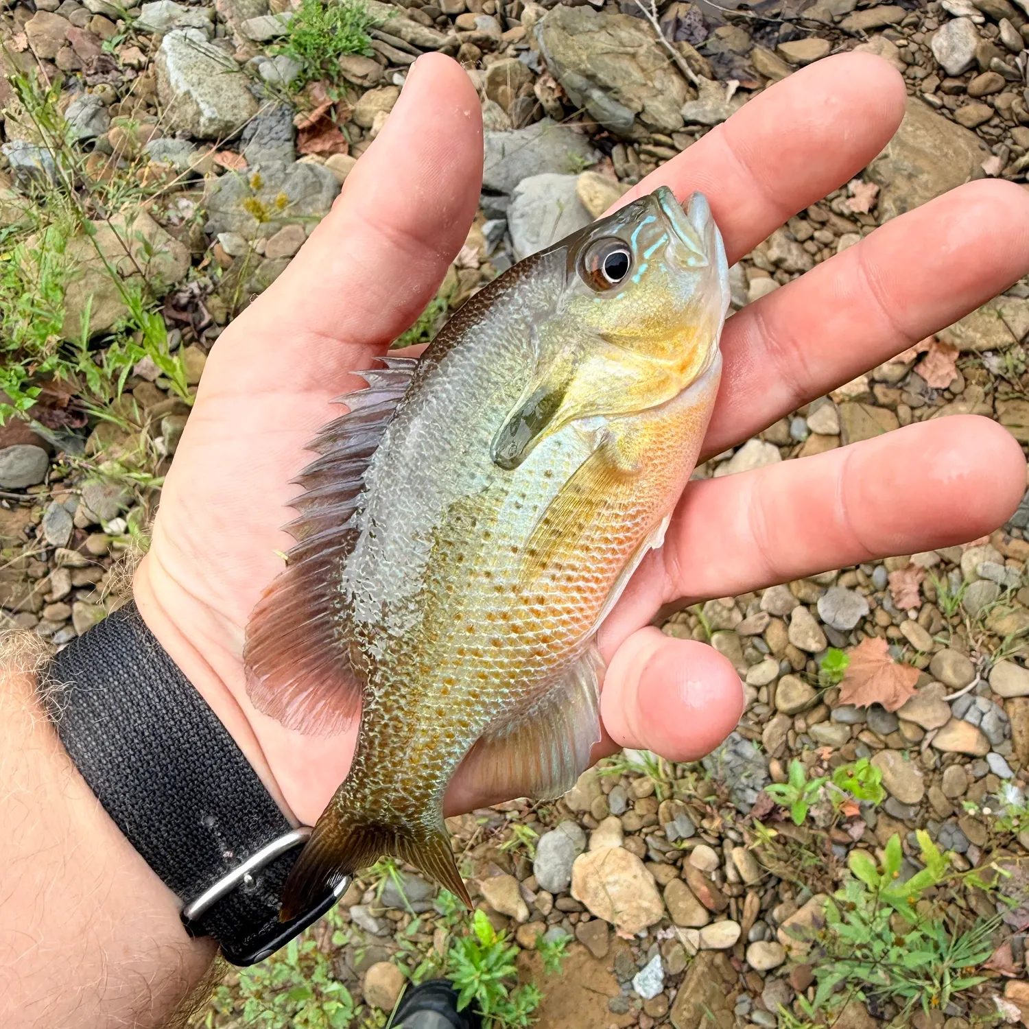 Redbreast sunfish caught on Fishbrain