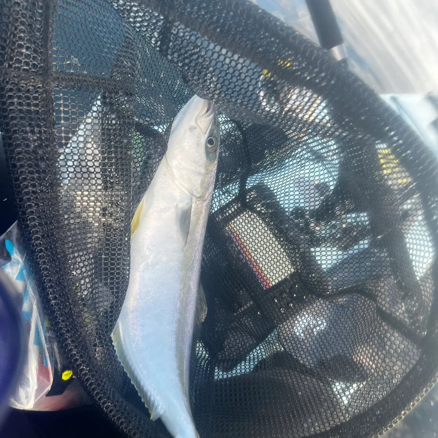 The most recent Southern yellowtail amberjack catches on Fishbrain