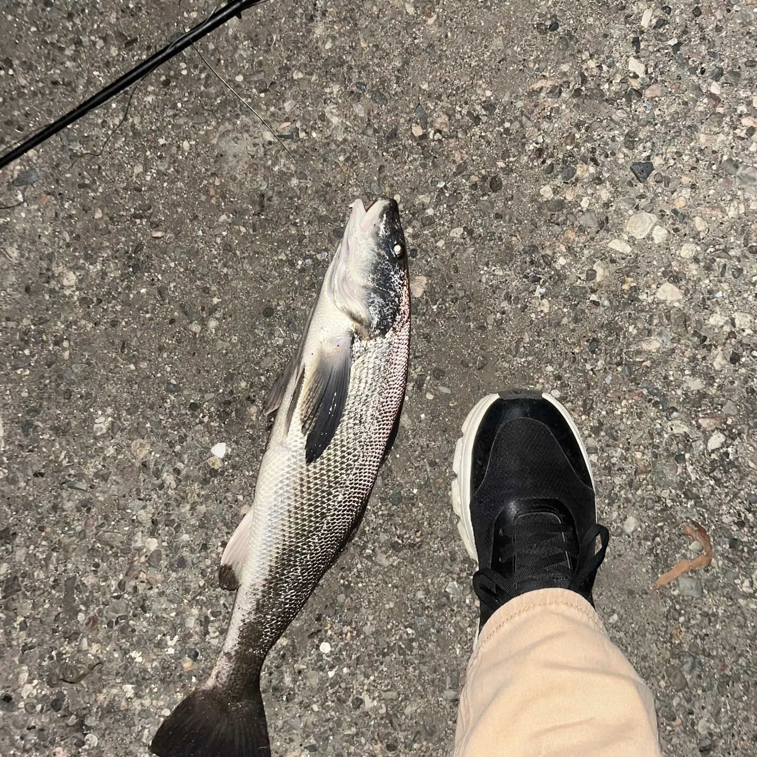 The most recent California corbina catches on Fishbrain