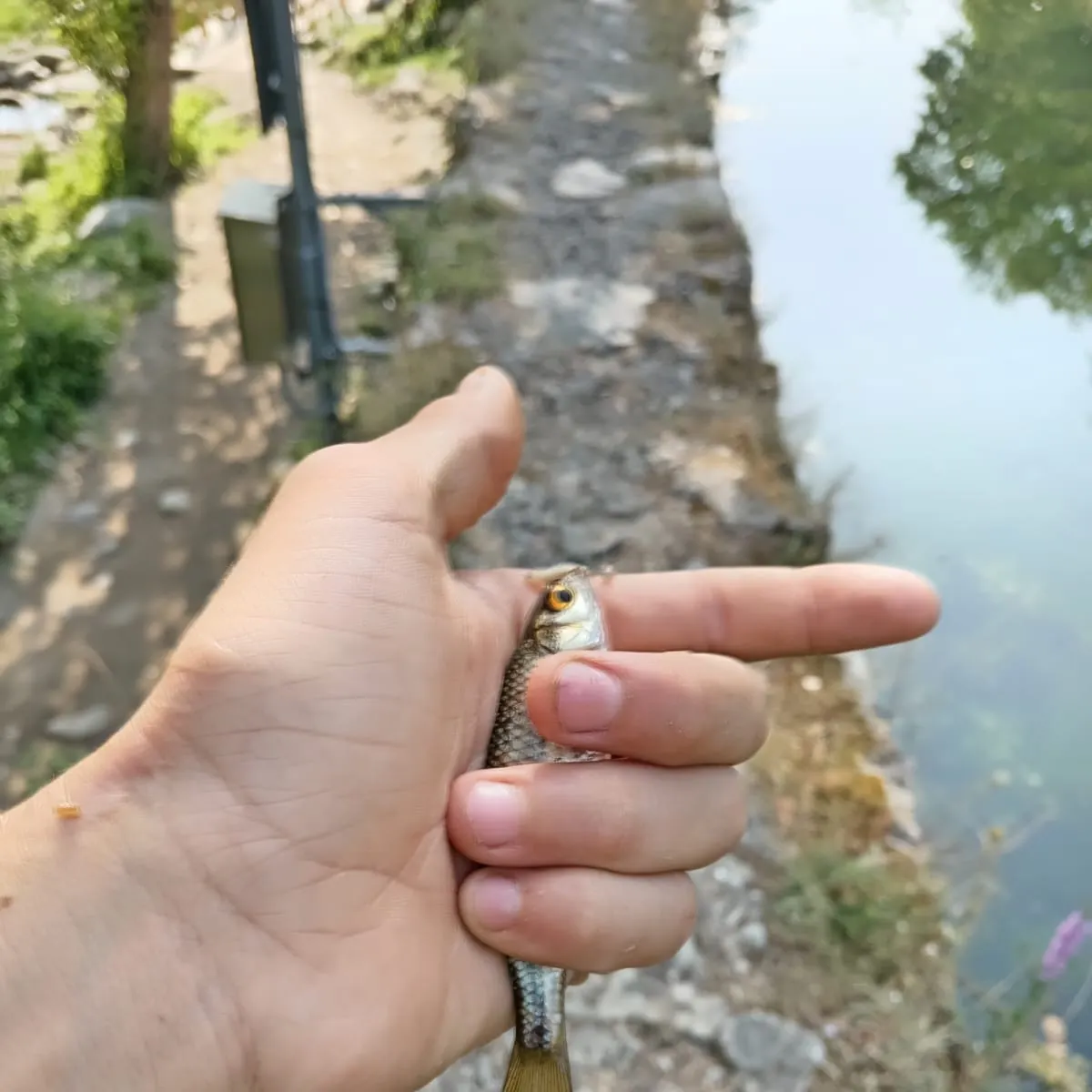 The most recent Common bleak catches on Fishbrain