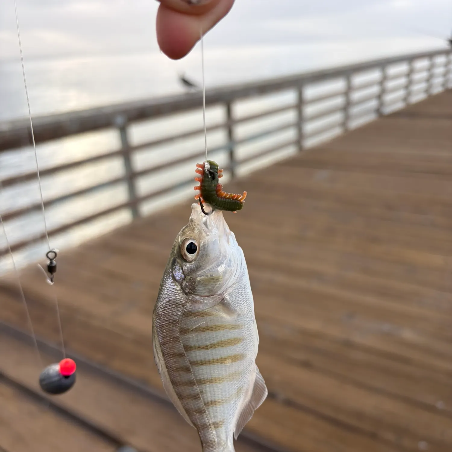 Barred surfperch caught on Fishbrain