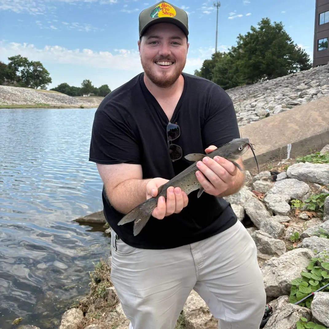 Channel catfish caught on Fishbrain