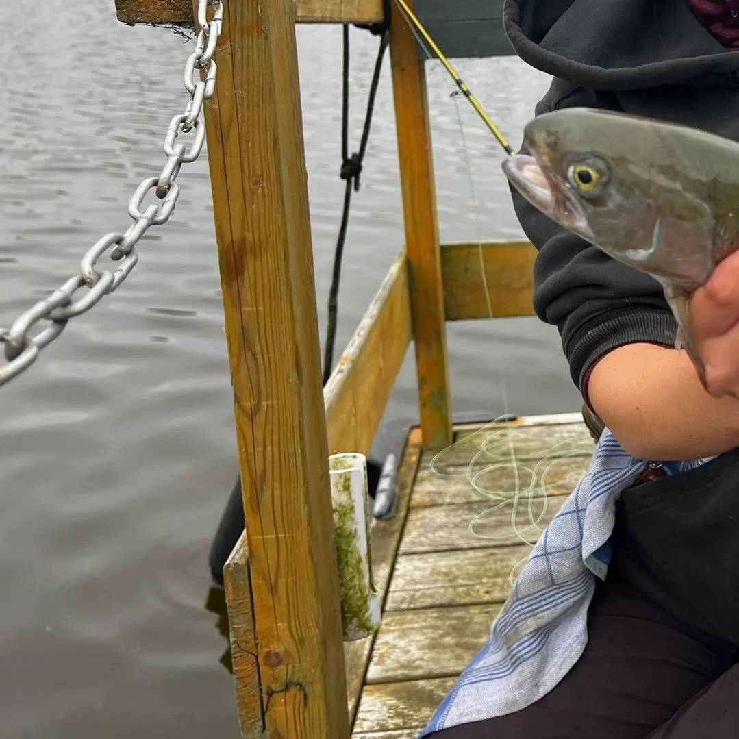 Rainbow trout caught on Fishbrain