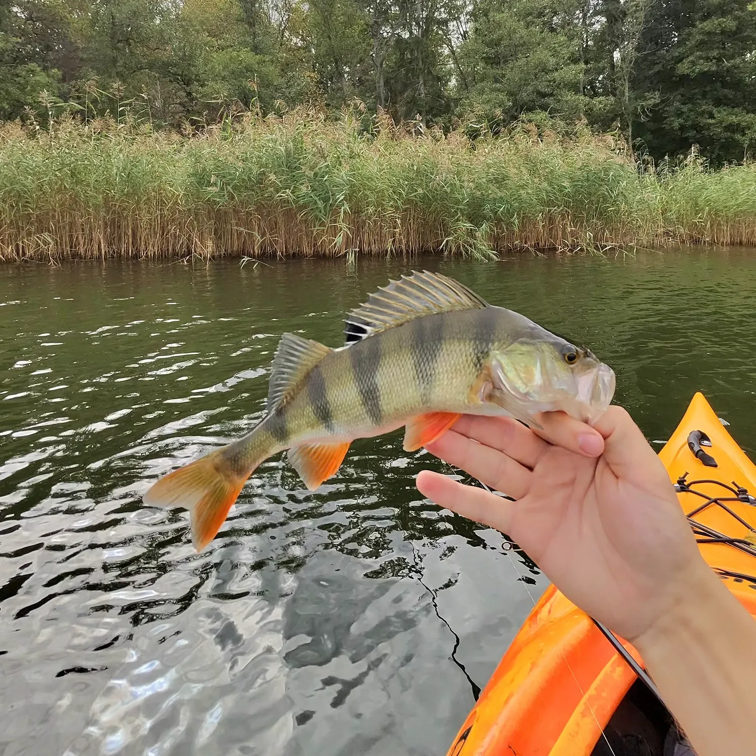 European perch caught on Fishbrain