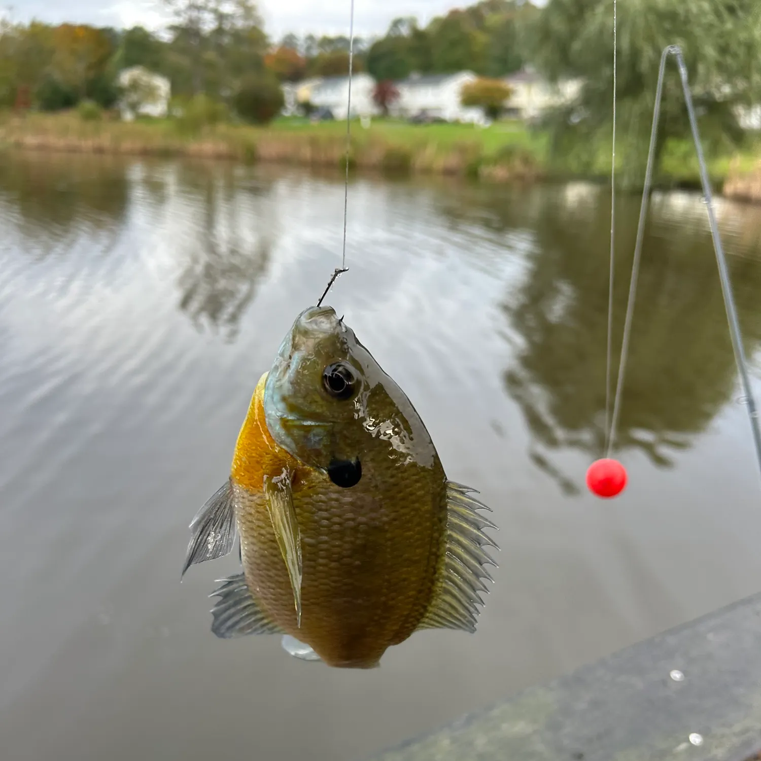 Bluegill caught on Fishbrain