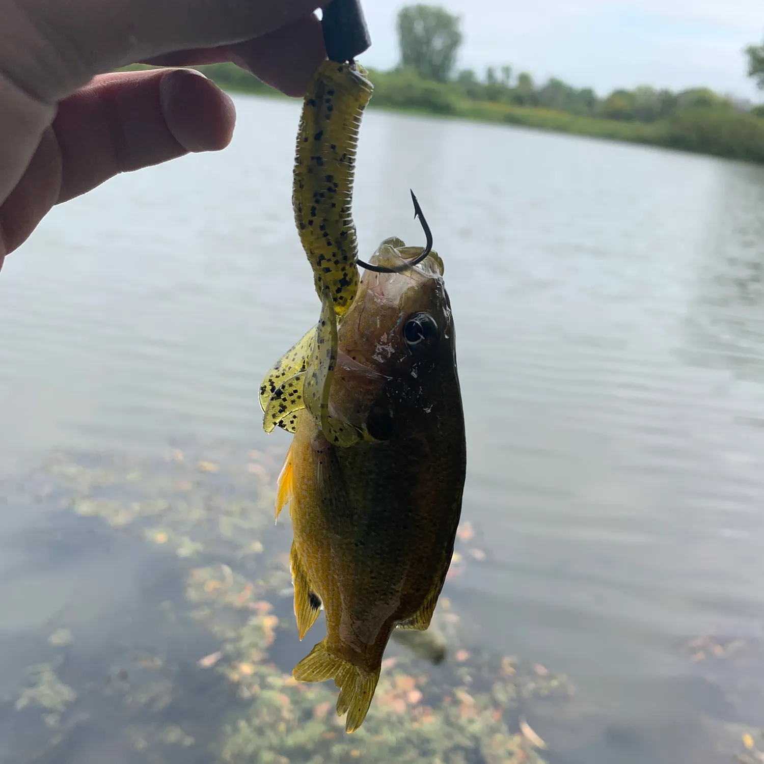 Green sunfish caught on Fishbrain