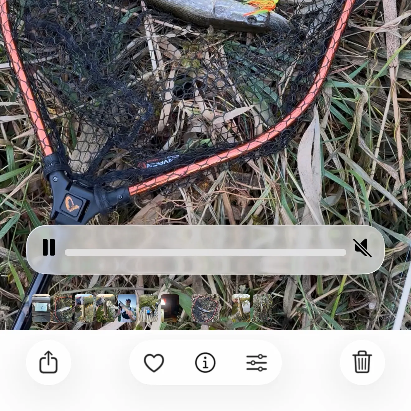 Northern pike caught on Fishbrain
