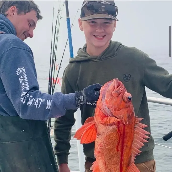 The most recent Canary rockfish catches on Fishbrain