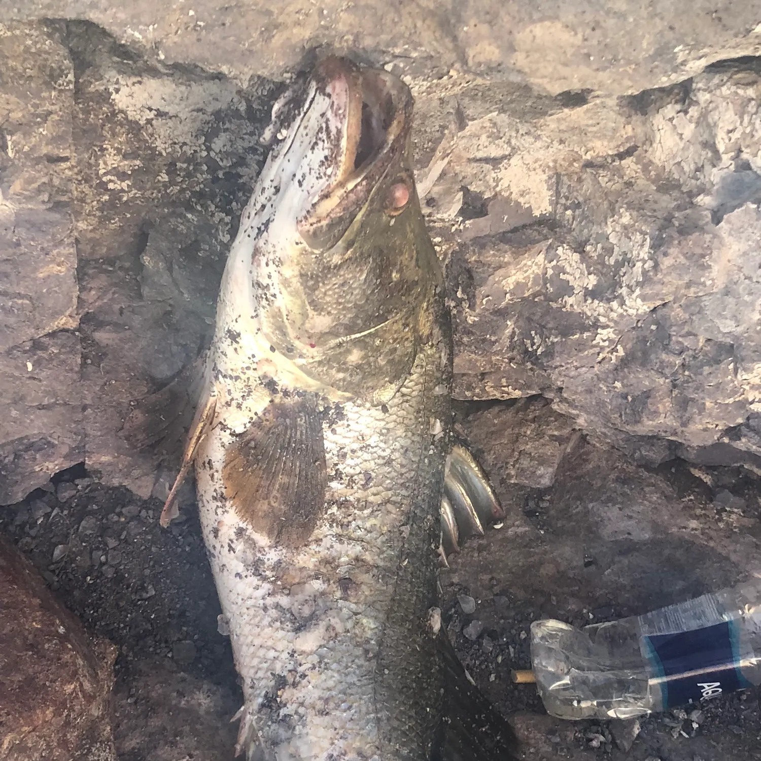 The most recent Nile perch catches on Fishbrain