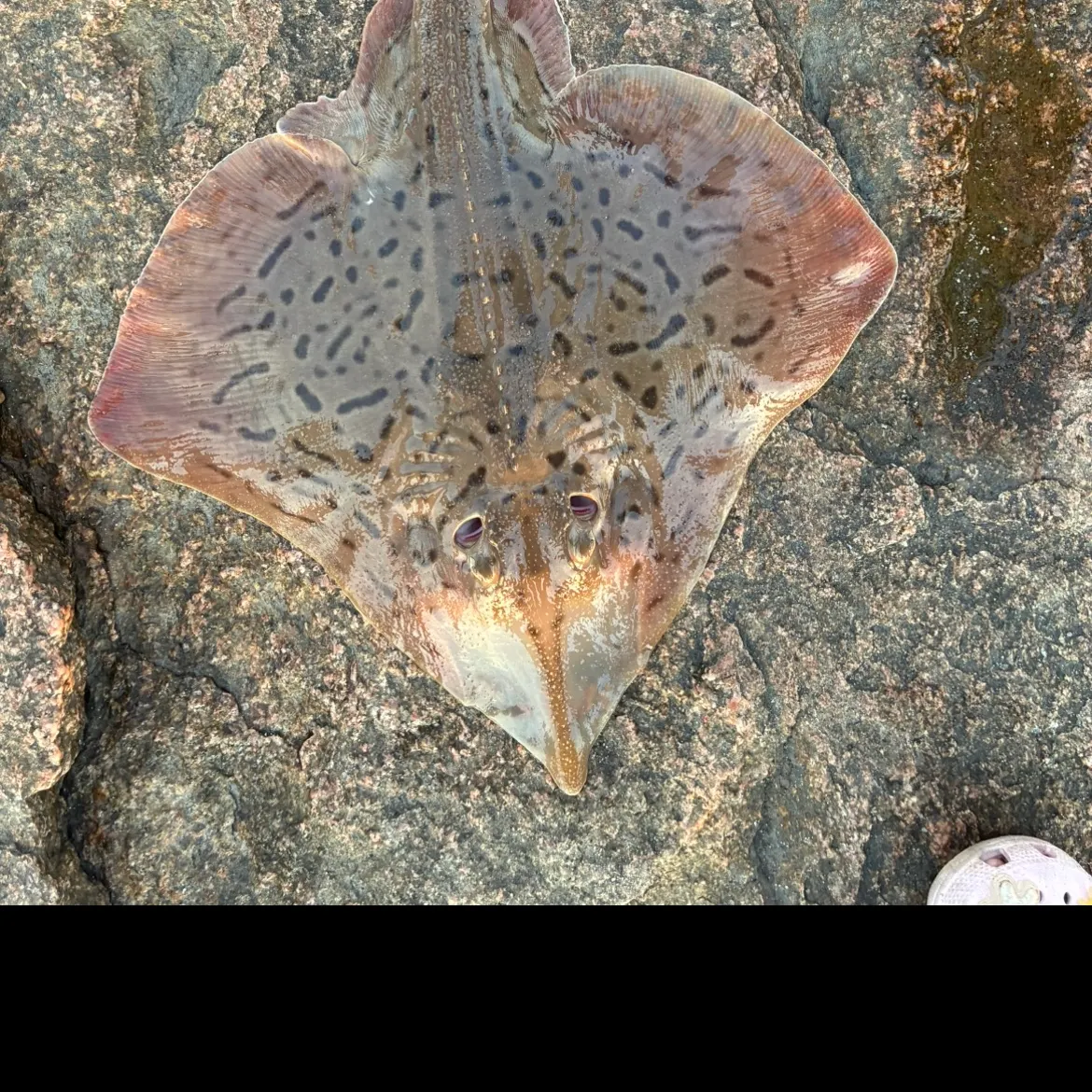 The most recent Clearnose skate catches on Fishbrain