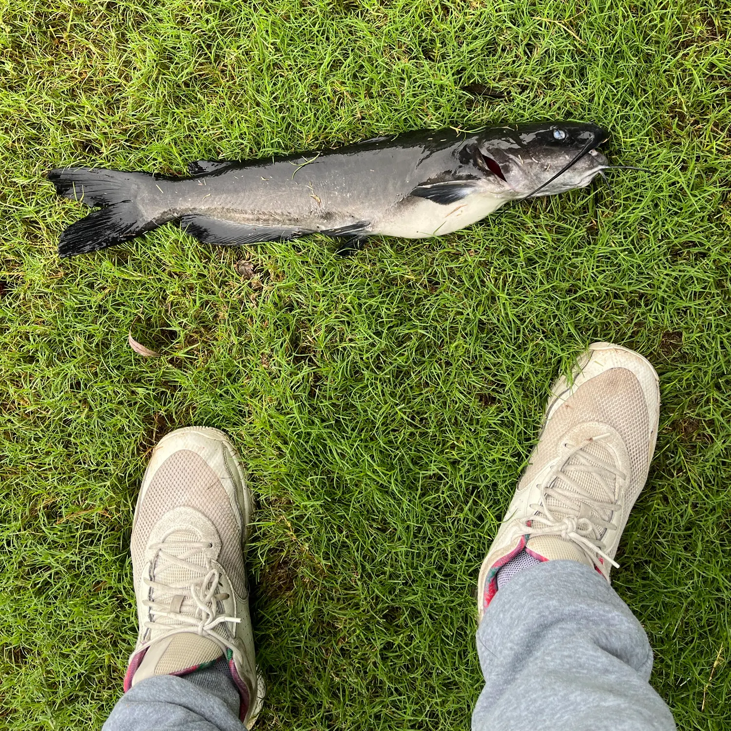Channel catfish caught on Fishbrain