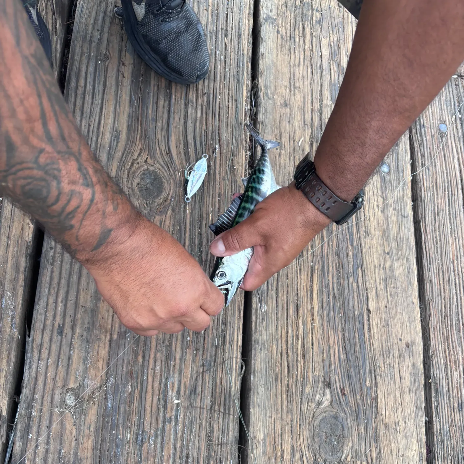 The most recent Pacific bonito catches on Fishbrain