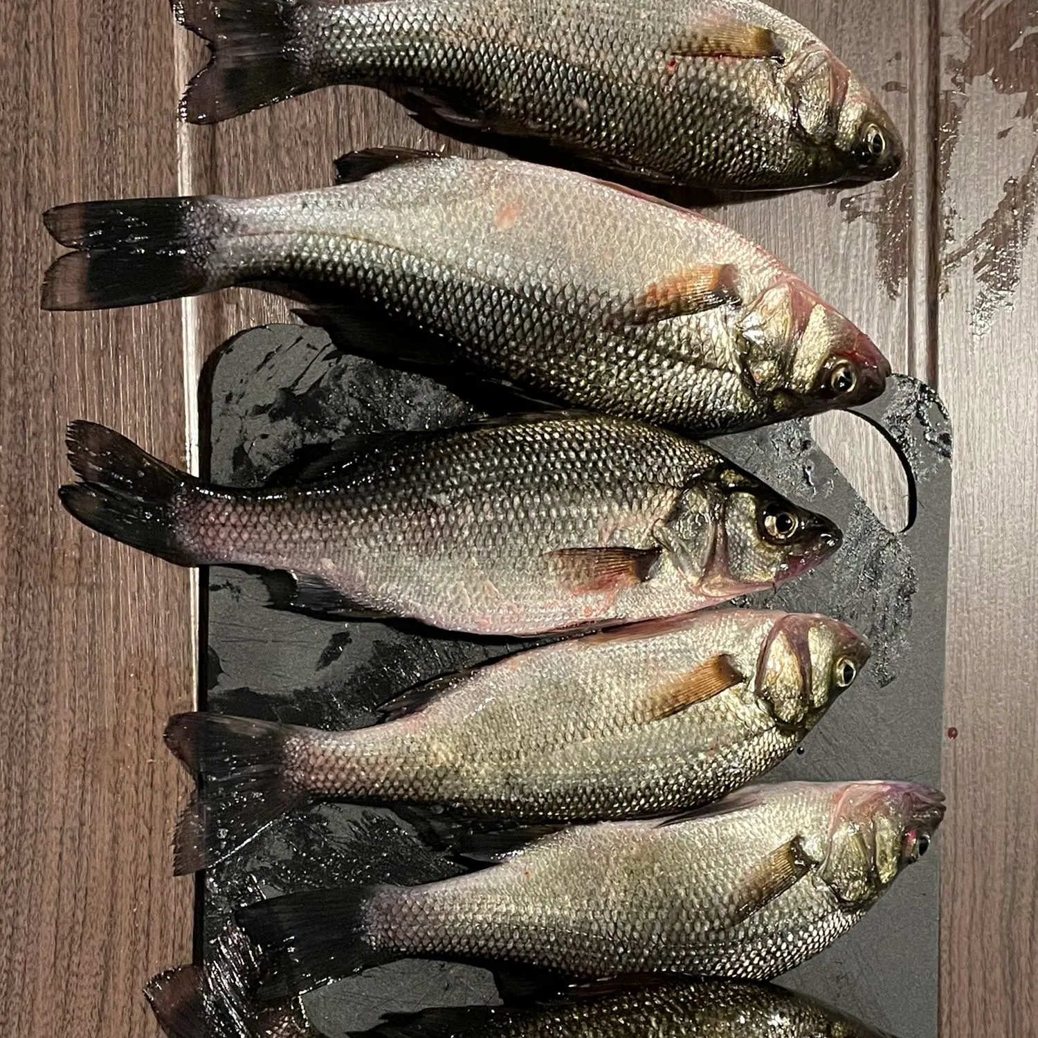 recently logged catches