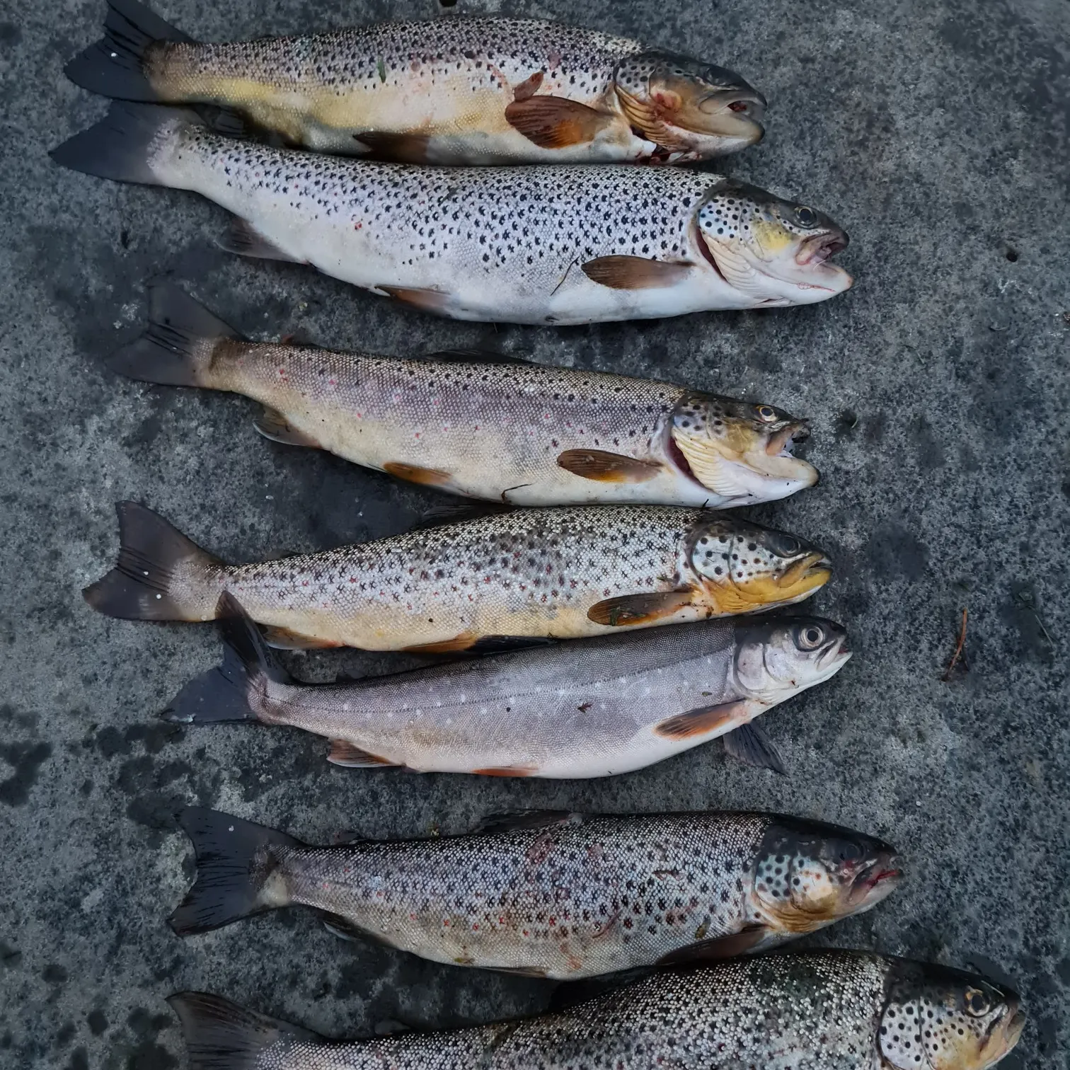 recently logged catches