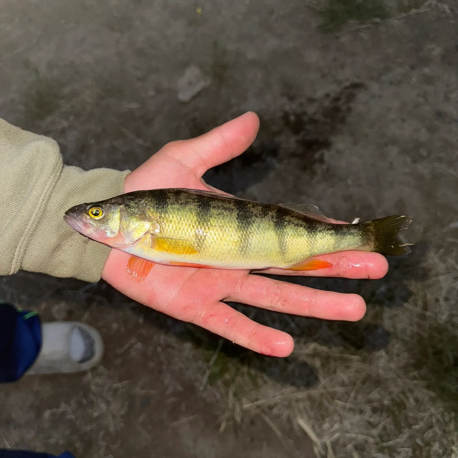 Yellow perch caught on Fishbrain