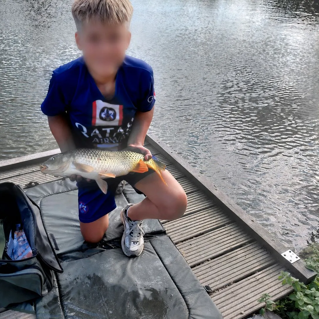 Common carp caught on Fishbrain