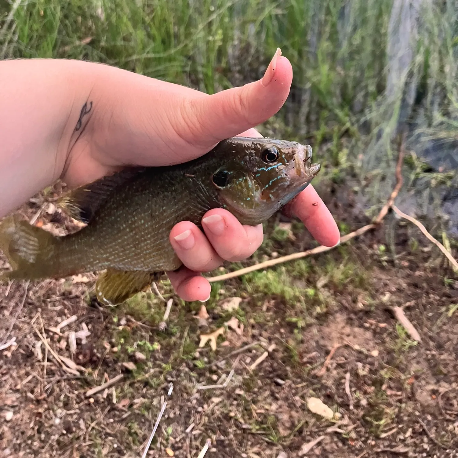 Bluegill caught on Fishbrain
