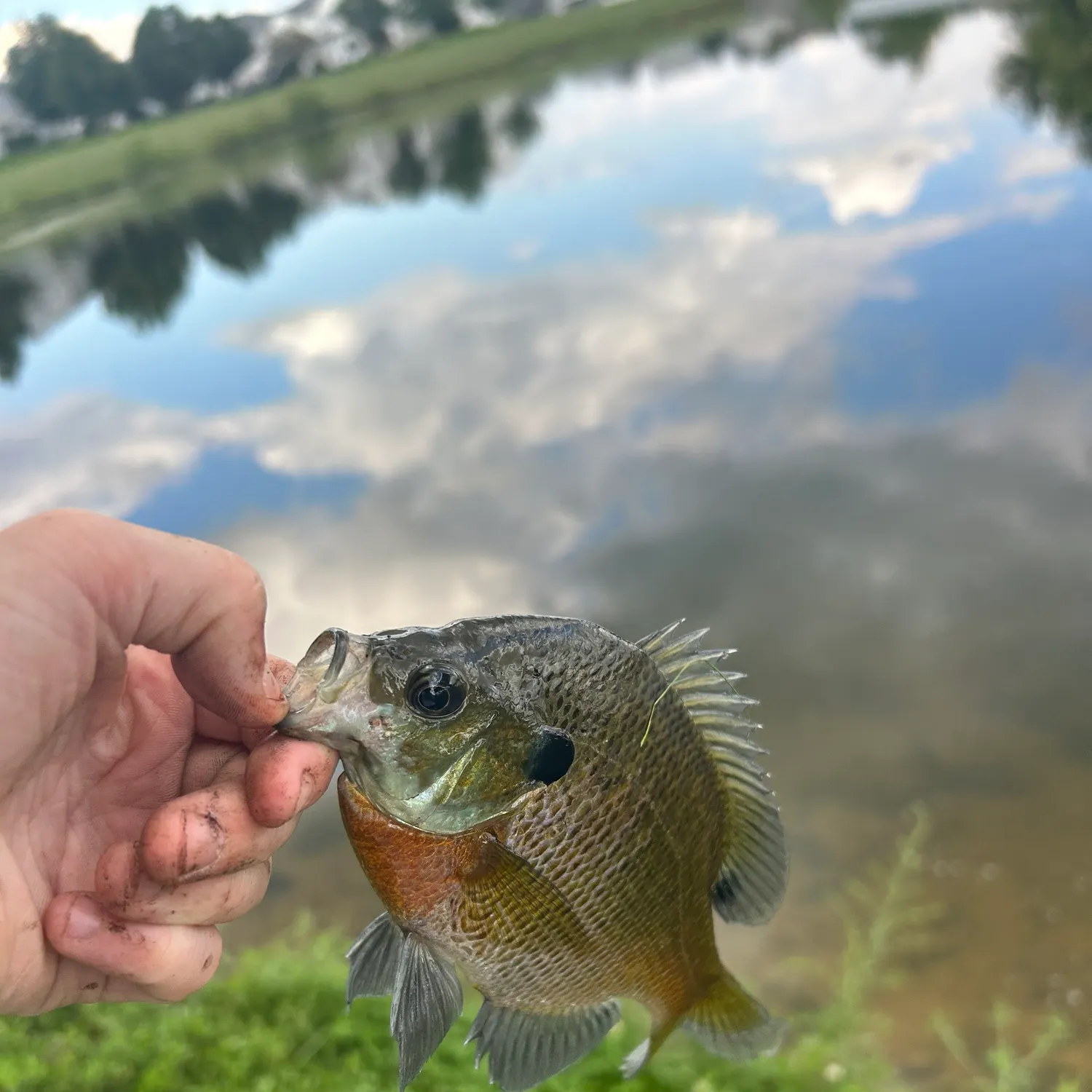 Bluegill caught on Fishbrain