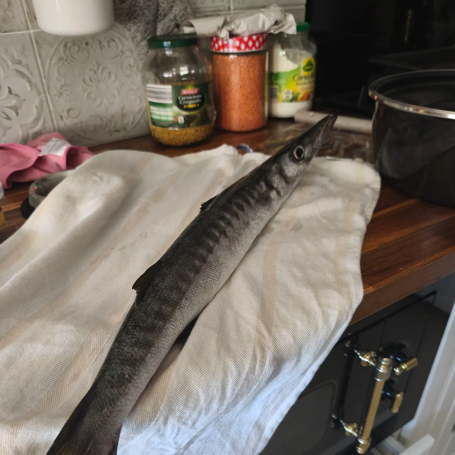The most recent Pickhandle barracuda catches on Fishbrain