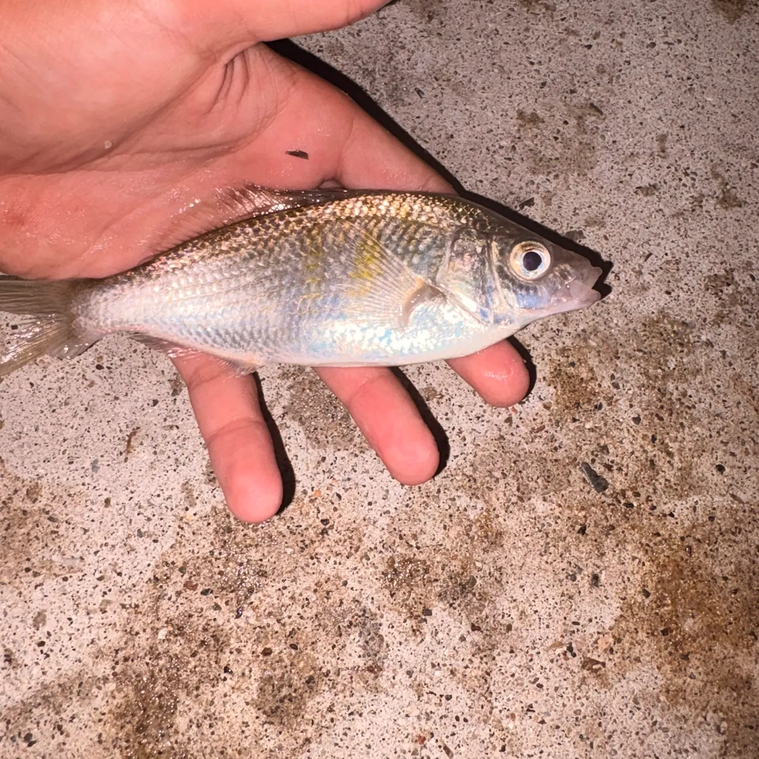 The most recent Walleye surfperch catches on Fishbrain