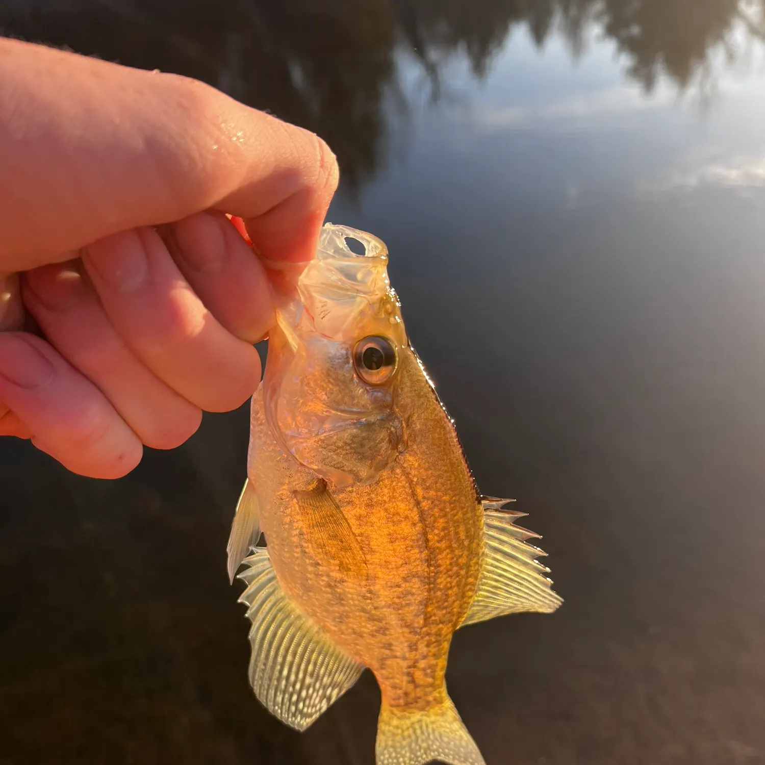 The most recent Black crappie catches on Fishbrain