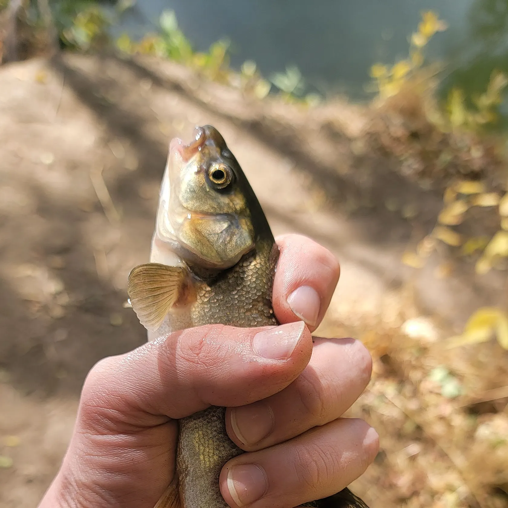 The most recent Chiselmouth catches on Fishbrain