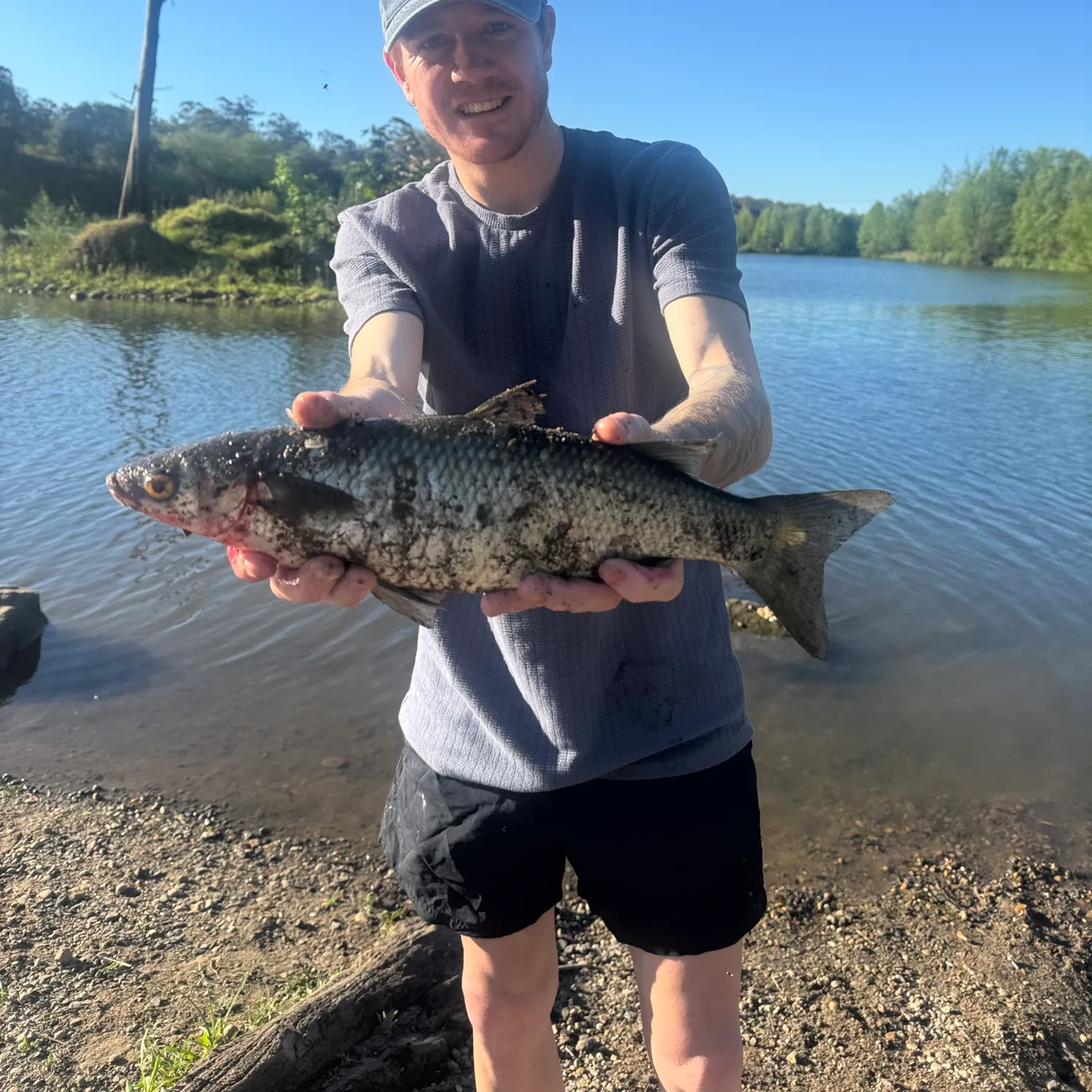 Yellow-eye mullet caught on Fishbrain