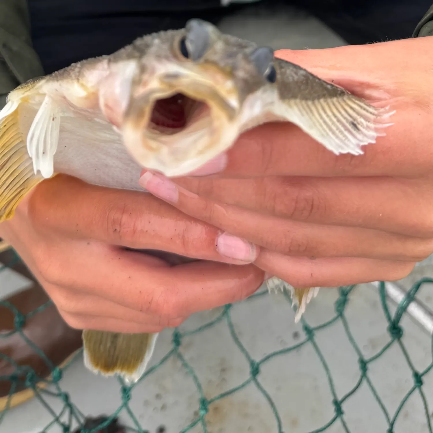 The most recent Yellowfin sole catches on Fishbrain