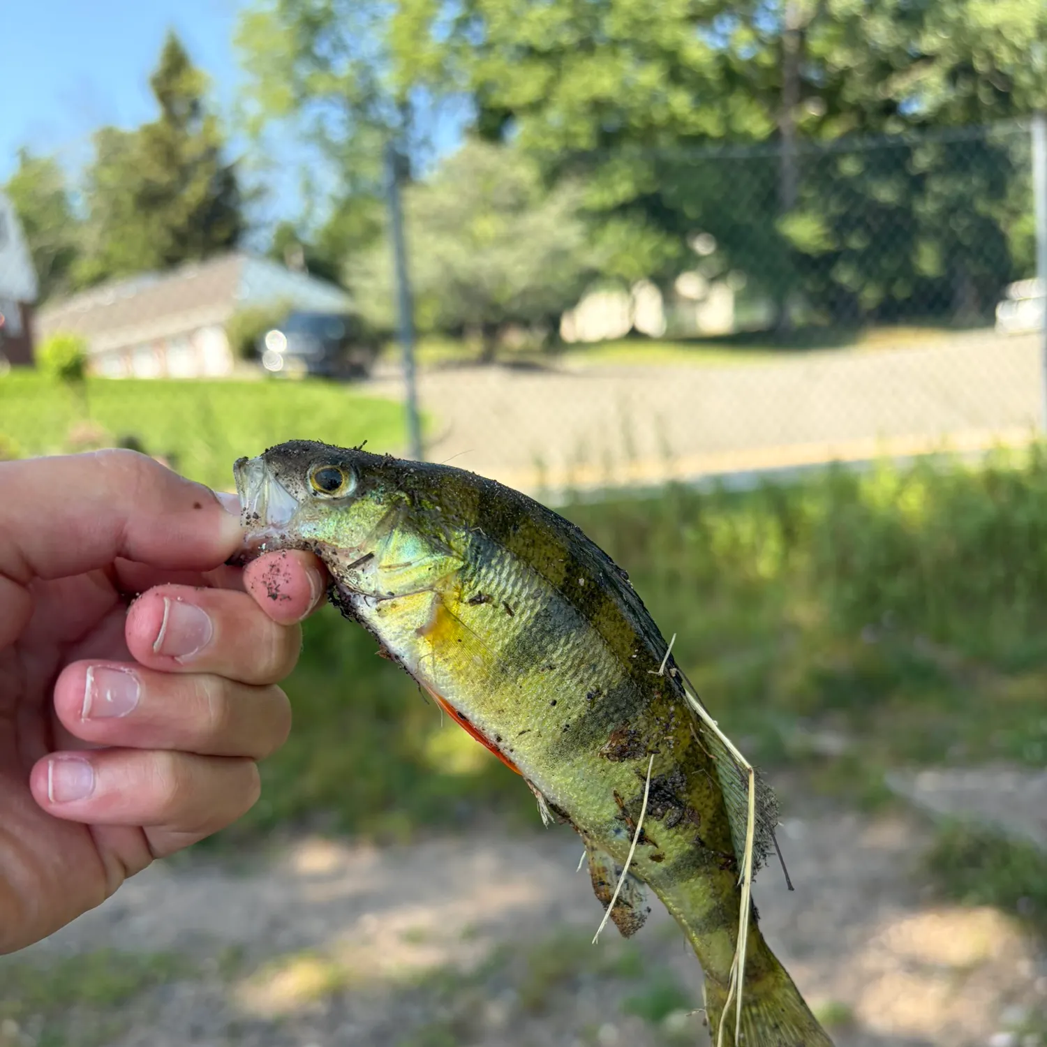catch