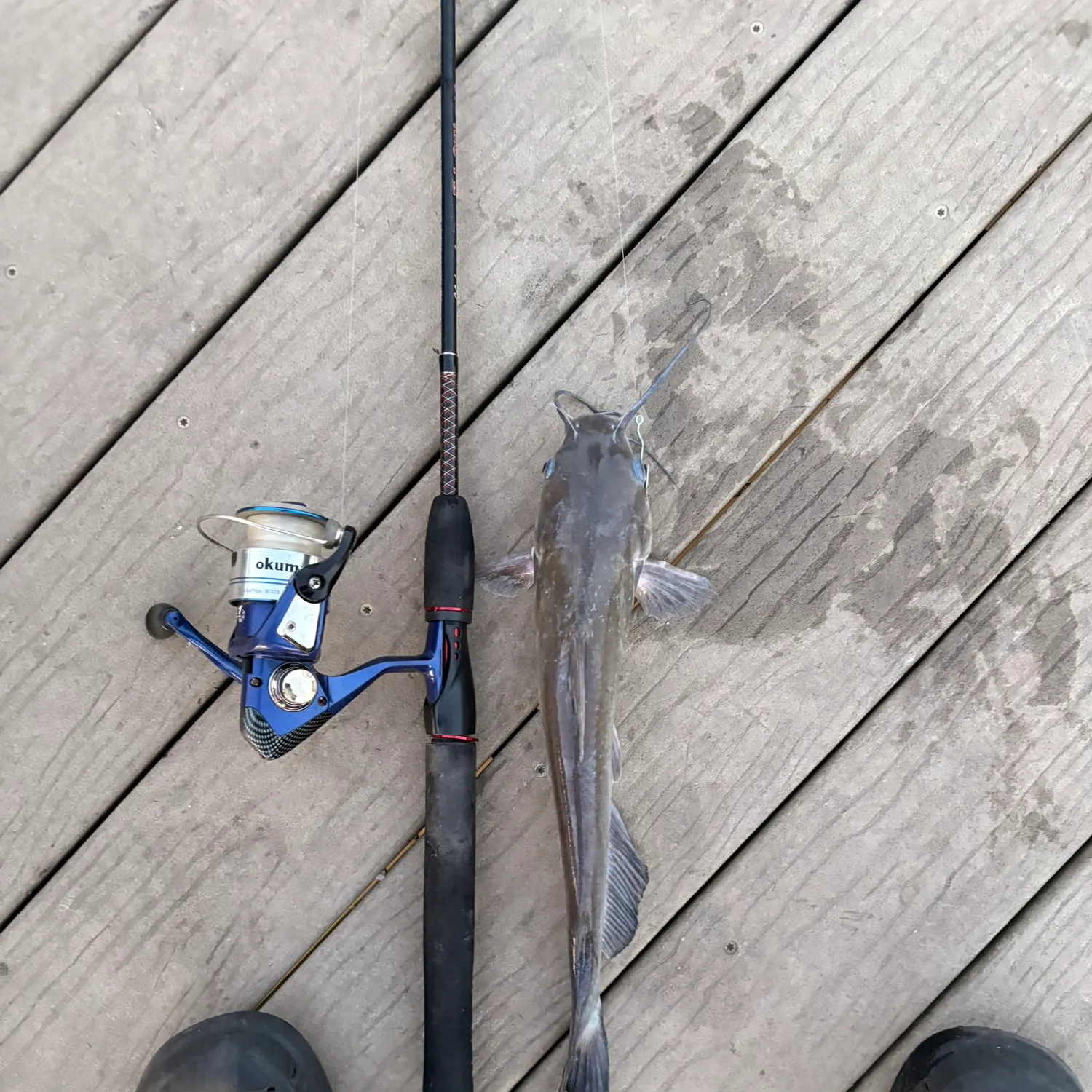 Channel catfish caught on Fishbrain